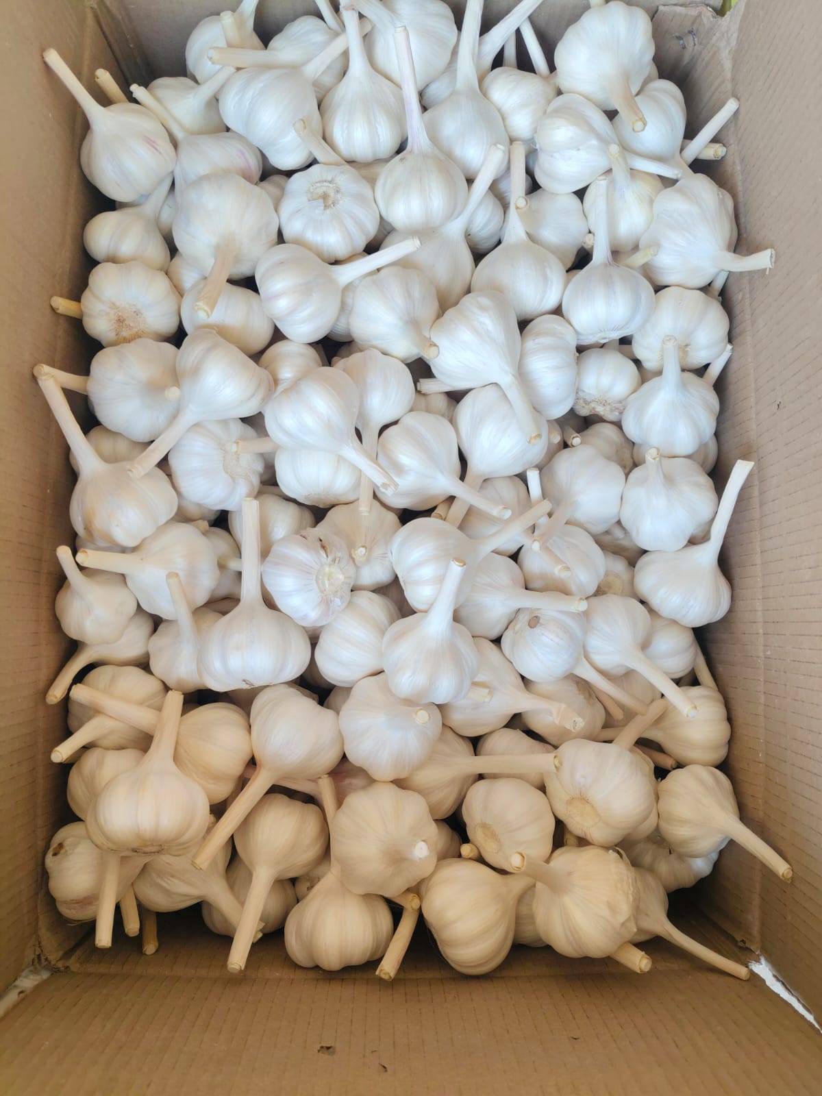 White Garlic विक्रीसाठी, रतलाम, मध्य प्रदेश