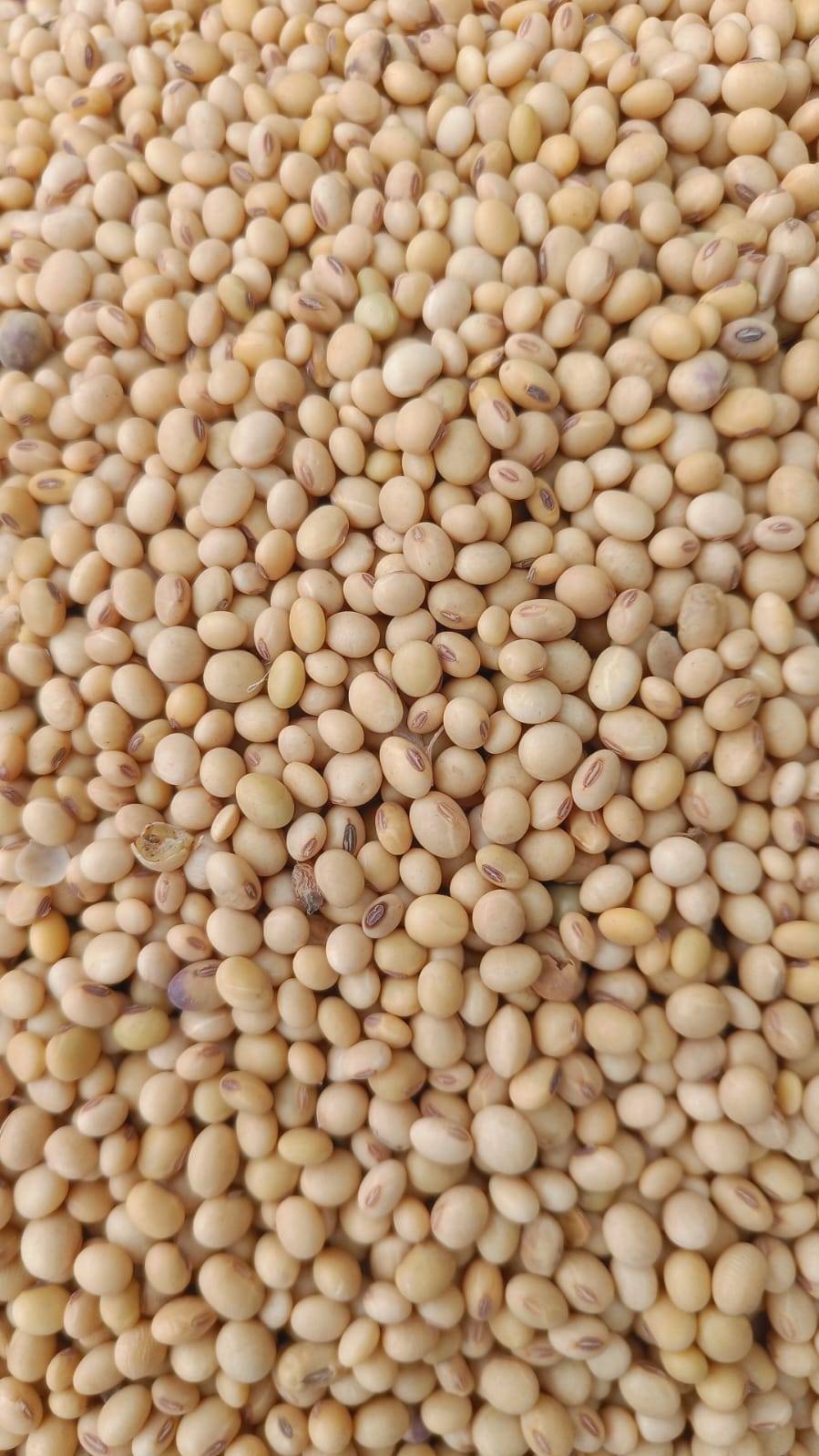 सोया बीन Yellow Soybean