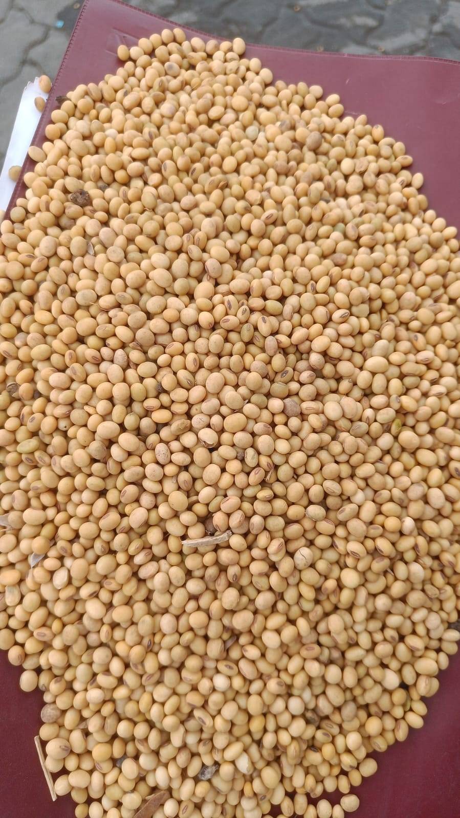 Yellow Soybean for sale in Chennai, Tamil Nadu