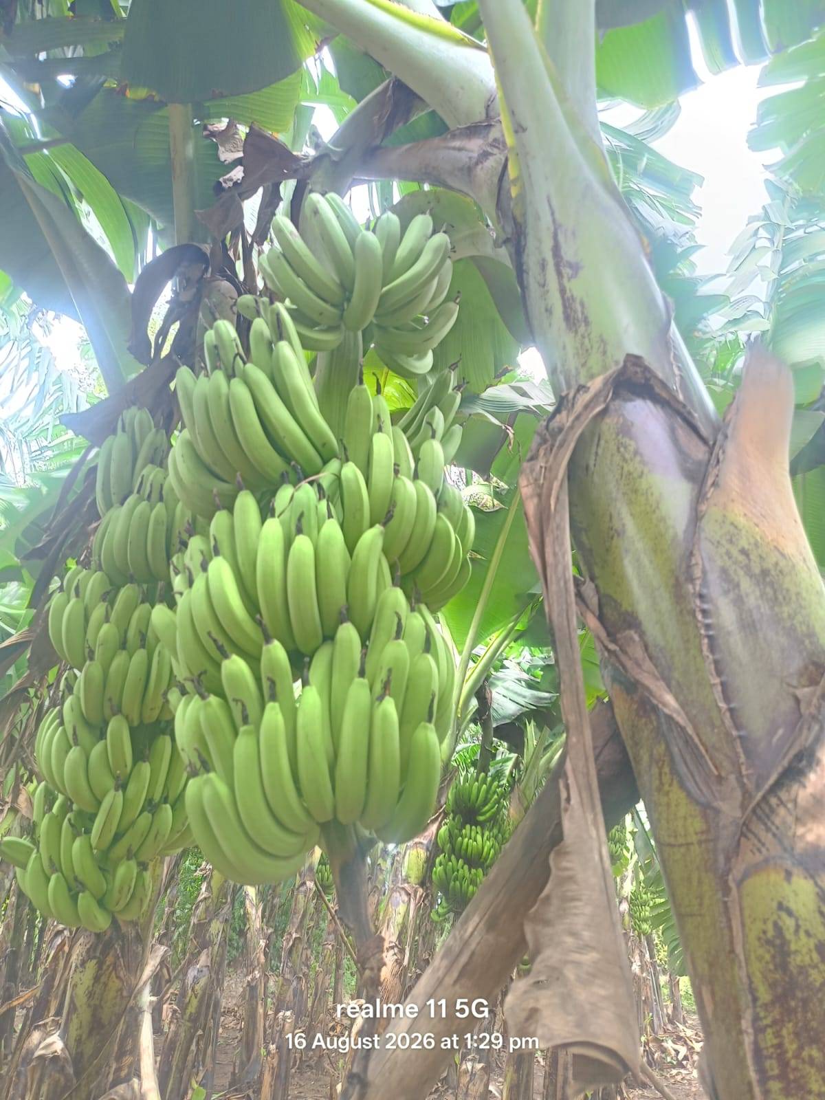 Green Banana विक्रीसाठी, आगरा, उत्तर प्रदेश