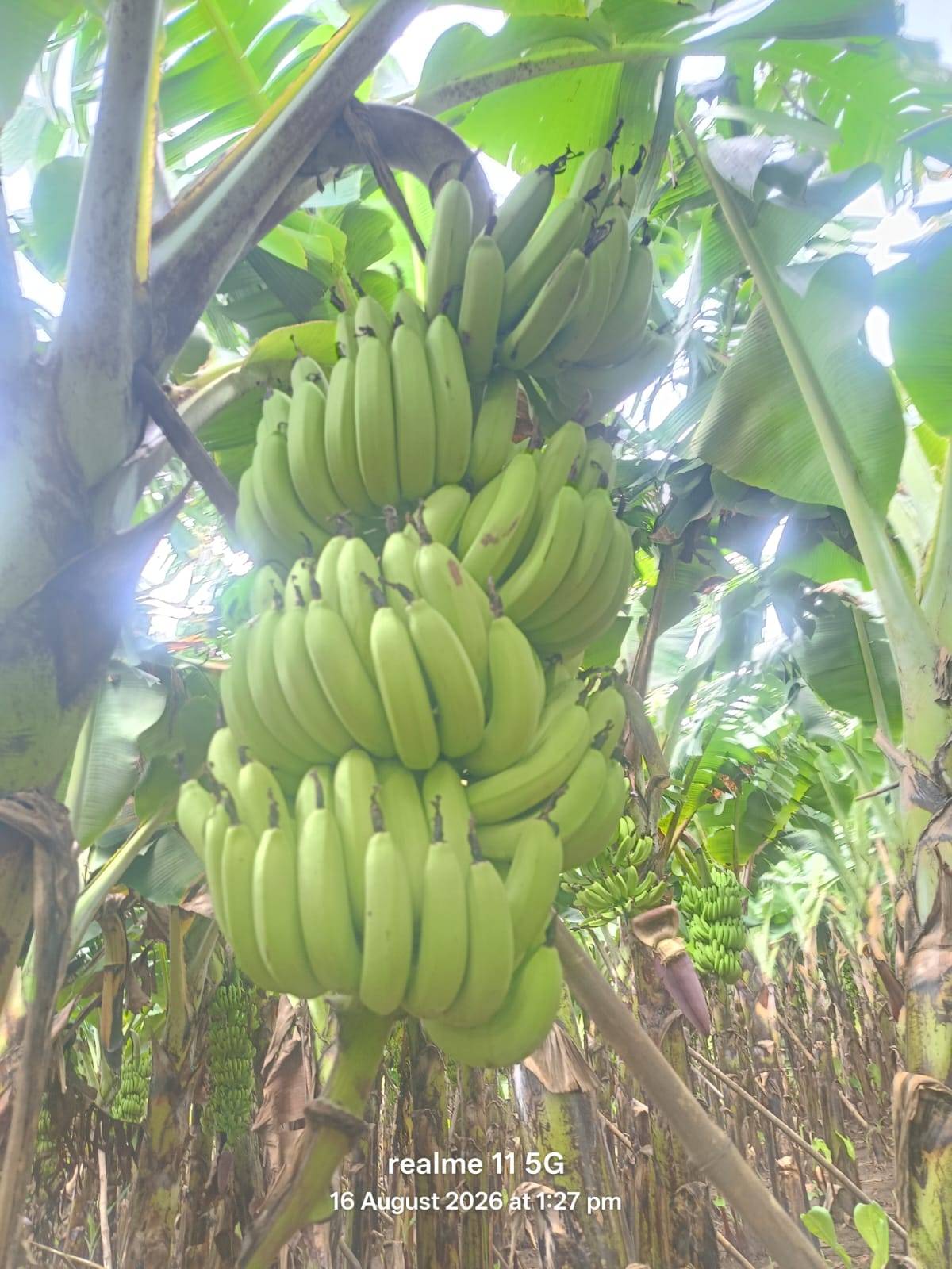 Green Banana बिक्री के लिए, आगरा, उत्तर प्रदेश