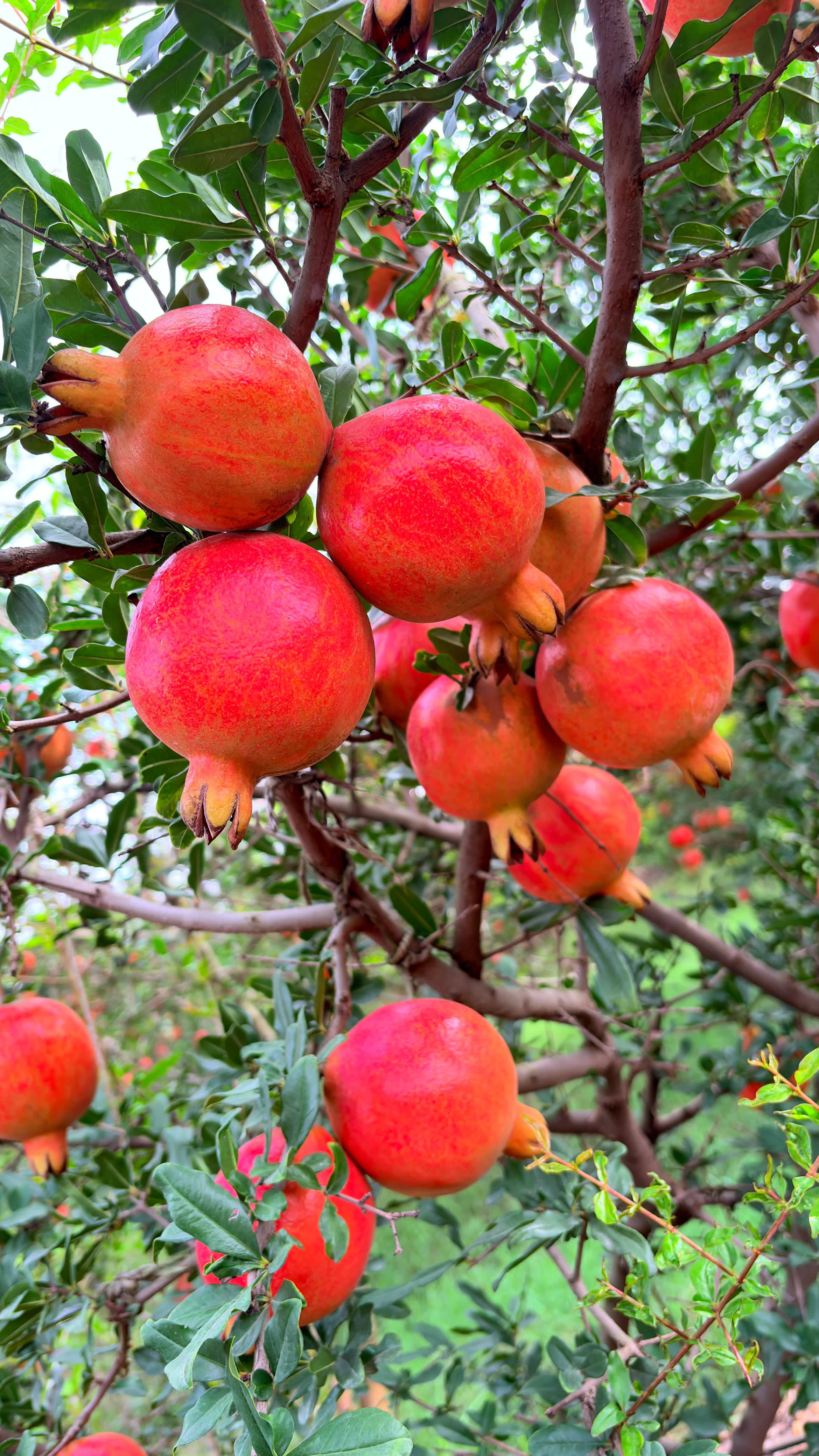 Bhagwa for sale in Pune, Maharashtra