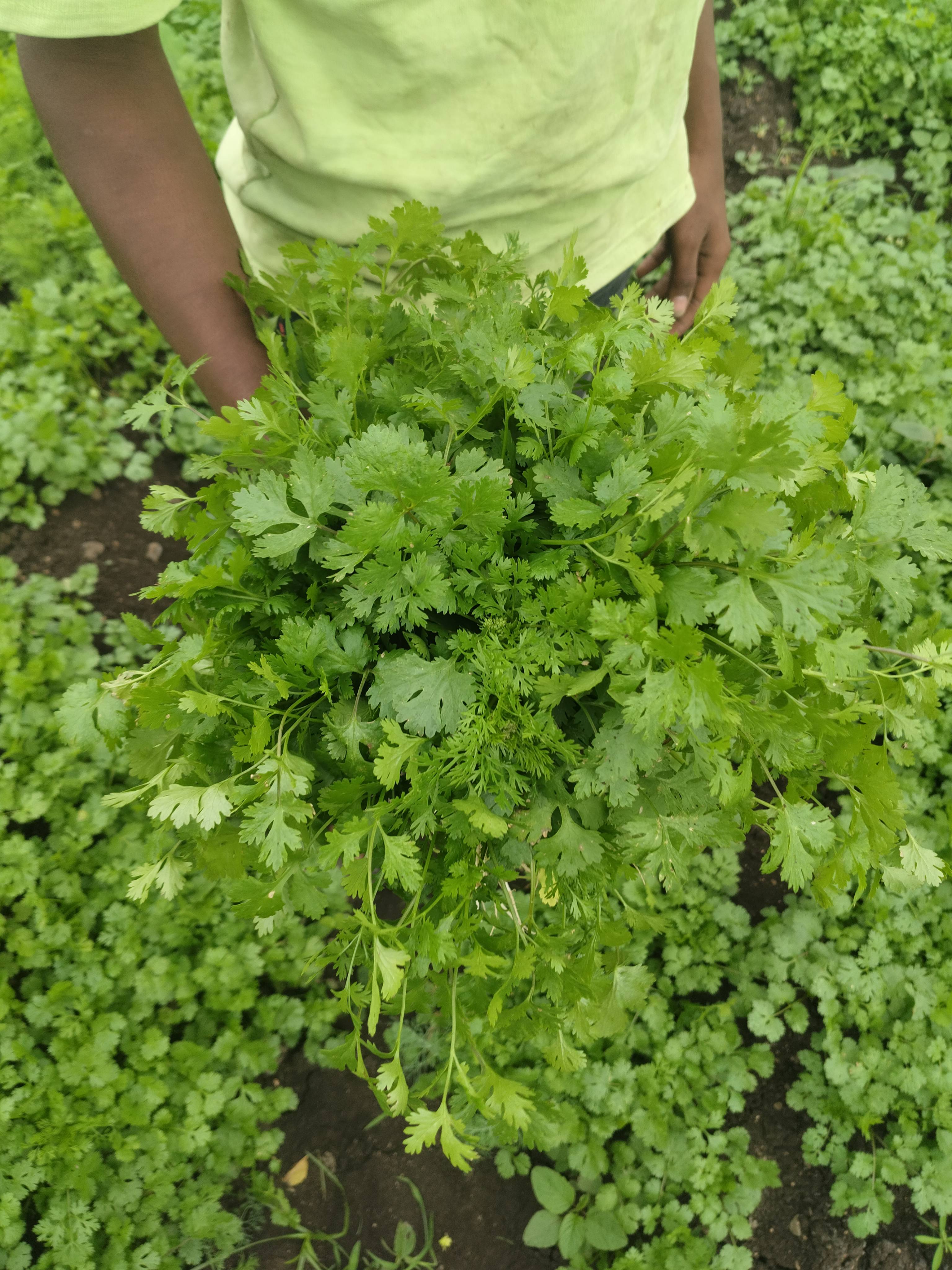 Coriander Leave for sale in Pune, Maharashtra