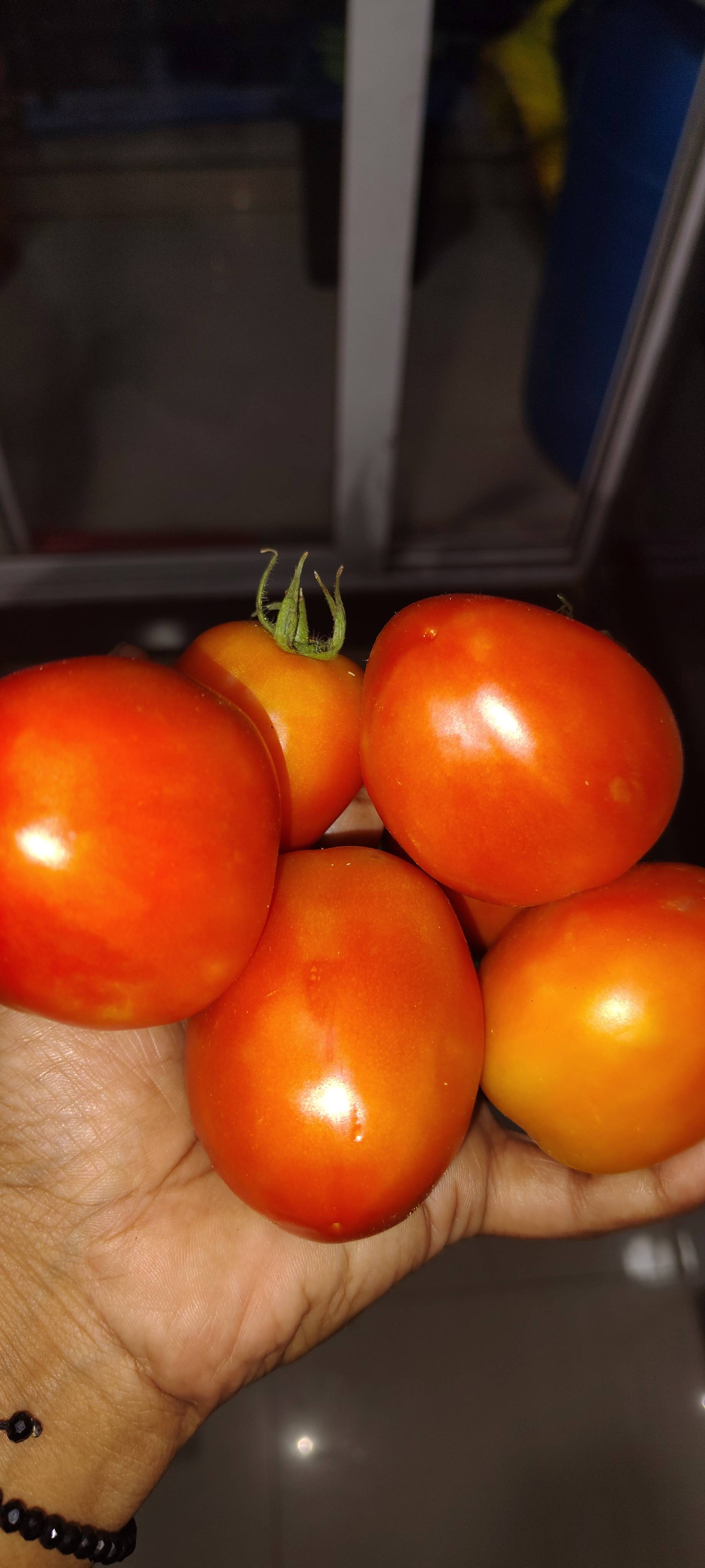 Saaho Tomato for sale in Ahilyanagar, Maharashtra