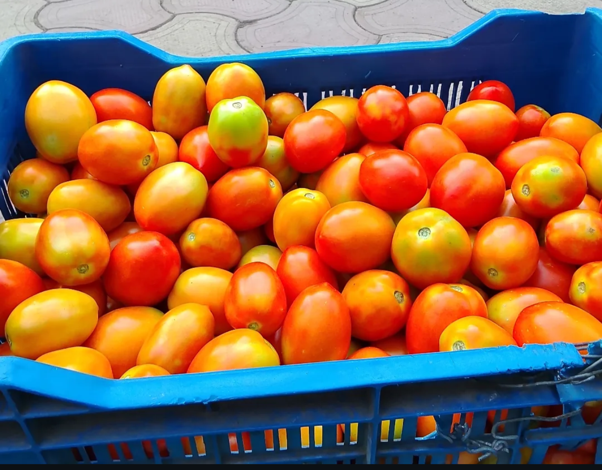 Saaho Tomato विक्रीसाठी, धाराशिव, महाराष्ट्र