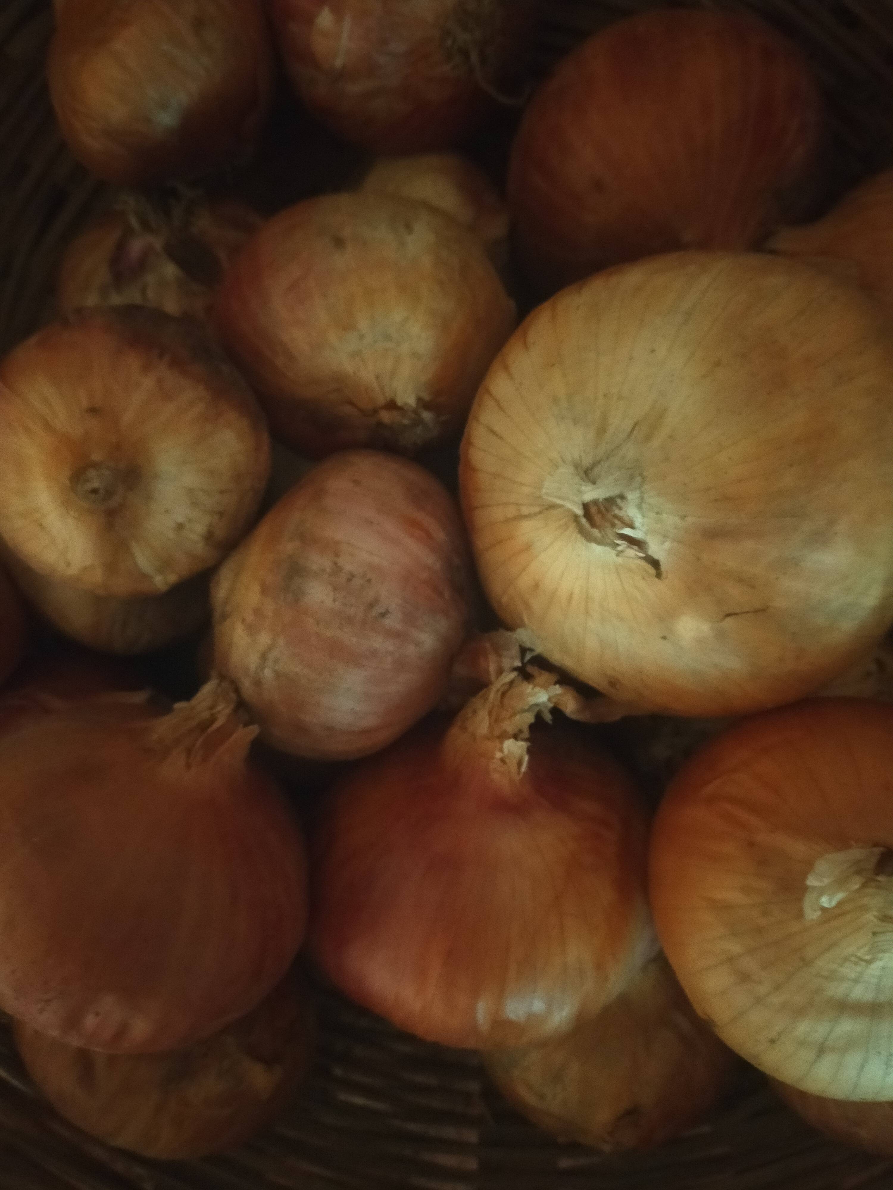 Summer Onion बिक्री के लिए, सातारा, महाराष्ट्र