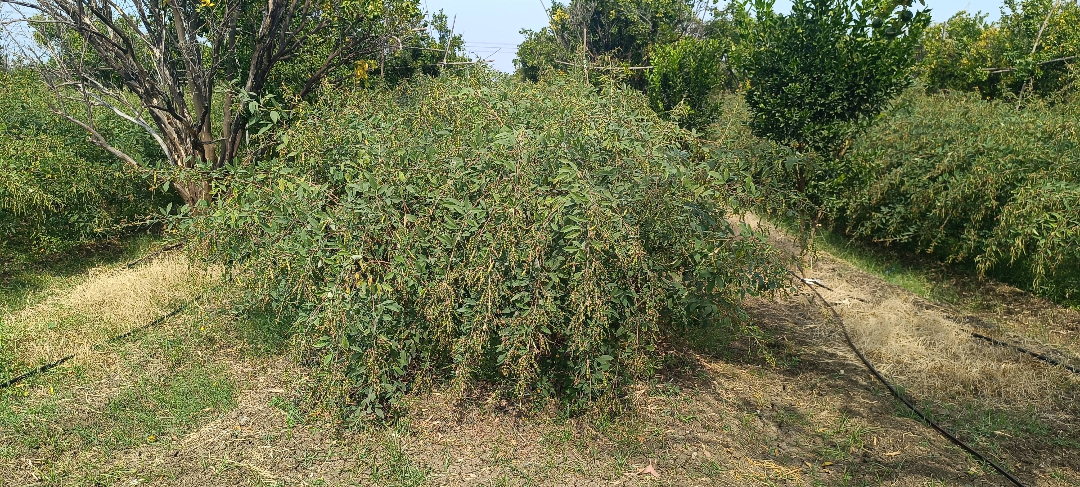 Pigeon Pea (Arhar/Tur) Black Pigeon Pea