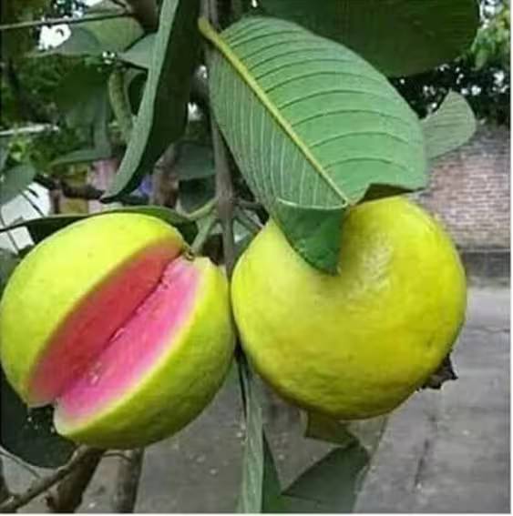 Taiwan Pink विक्रीसाठी, धाराशिव, महाराष्ट्र