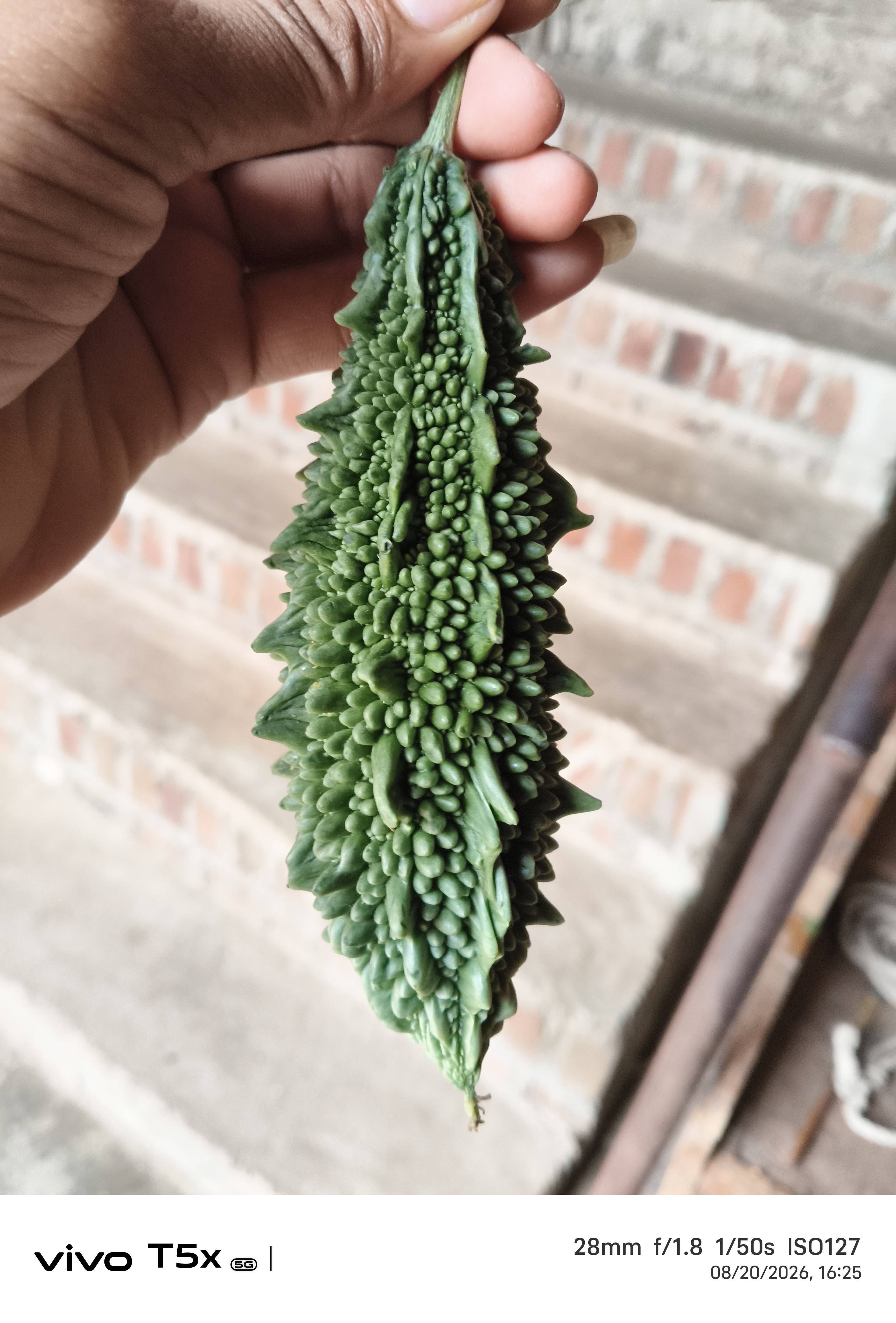Green Bitter Gourd for sale in Buldhana, Maharashtra