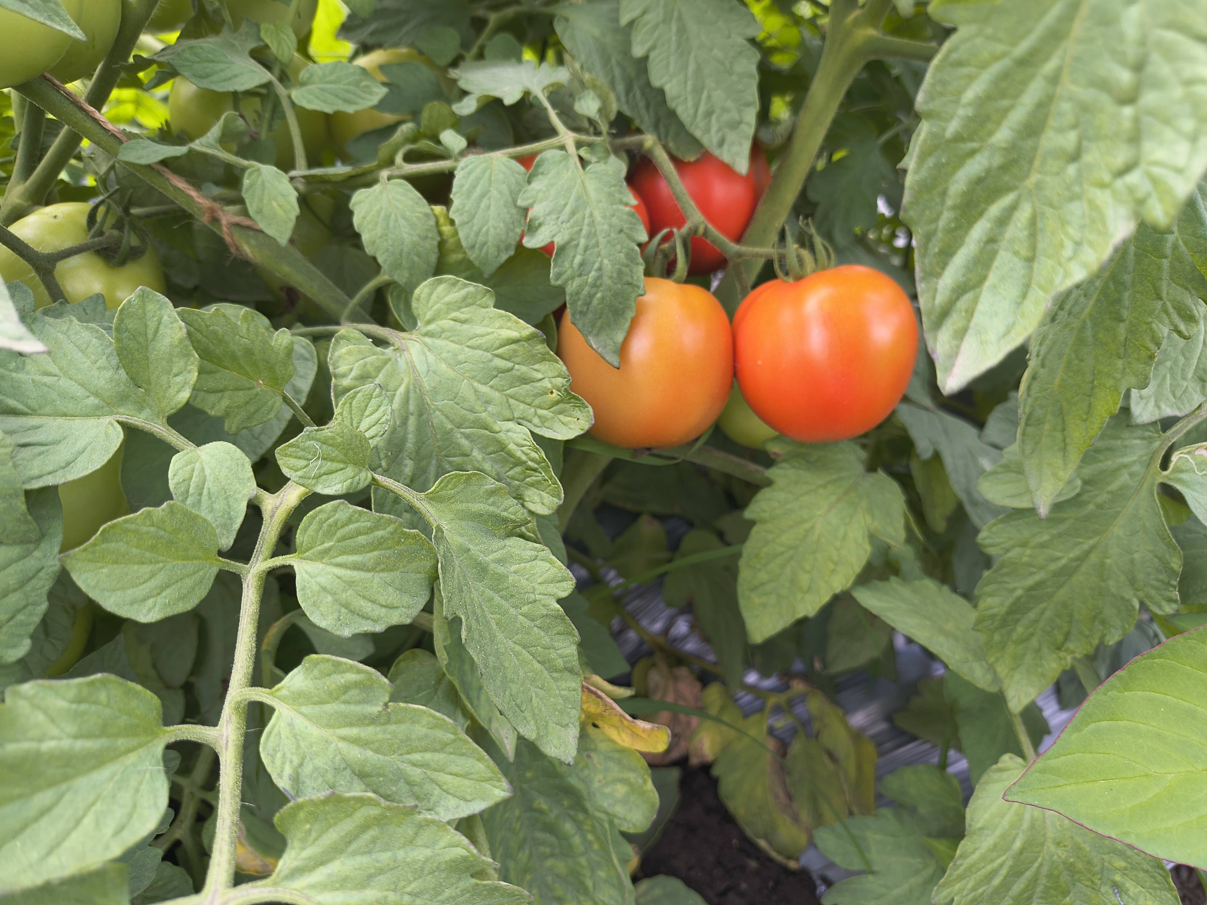 Saaho Tomato विक्रीसाठी, धाराशिव, महाराष्ट्र