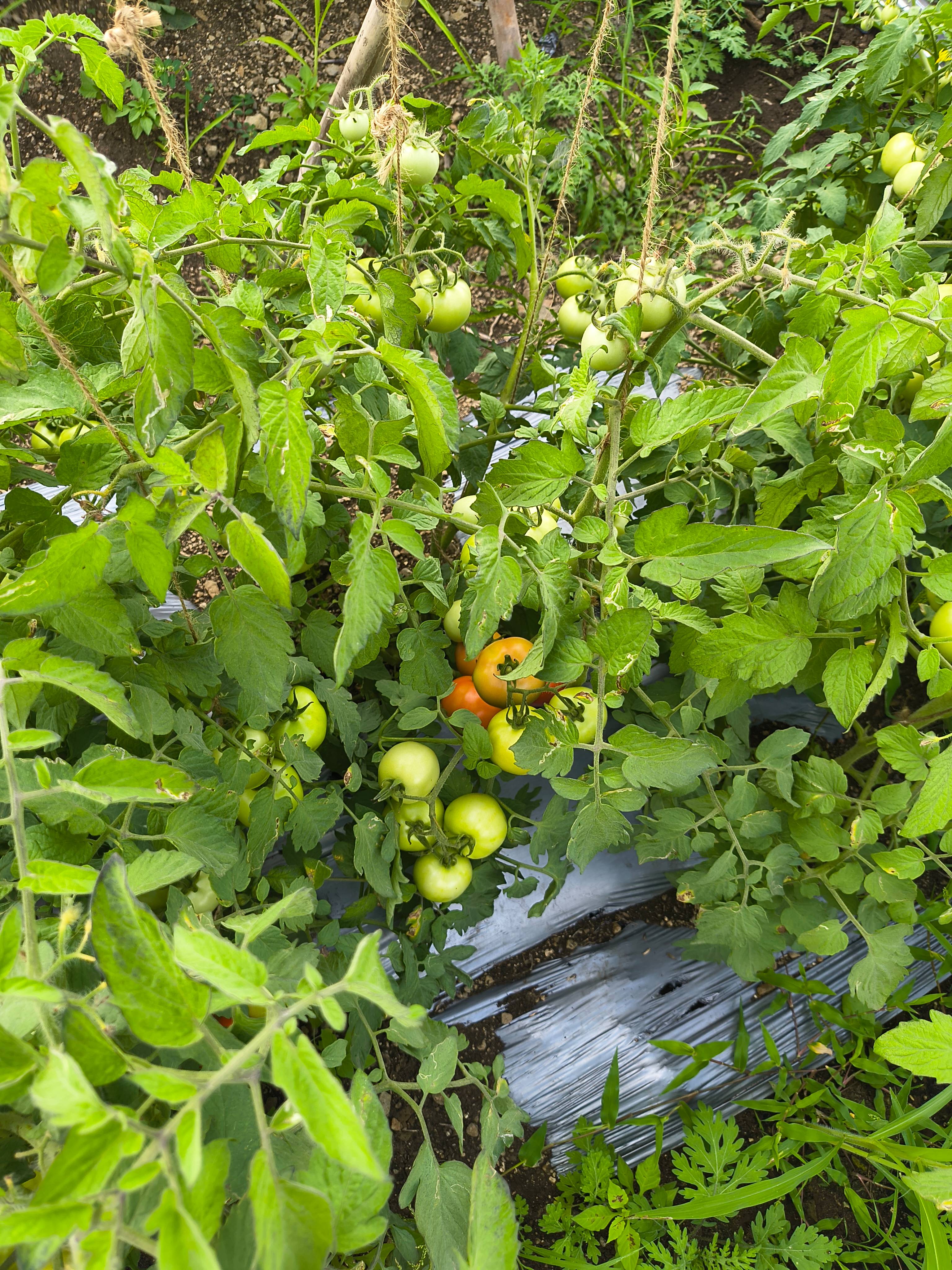 Saaho Tomato विक्रीसाठी, धाराशिव, महाराष्ट्र