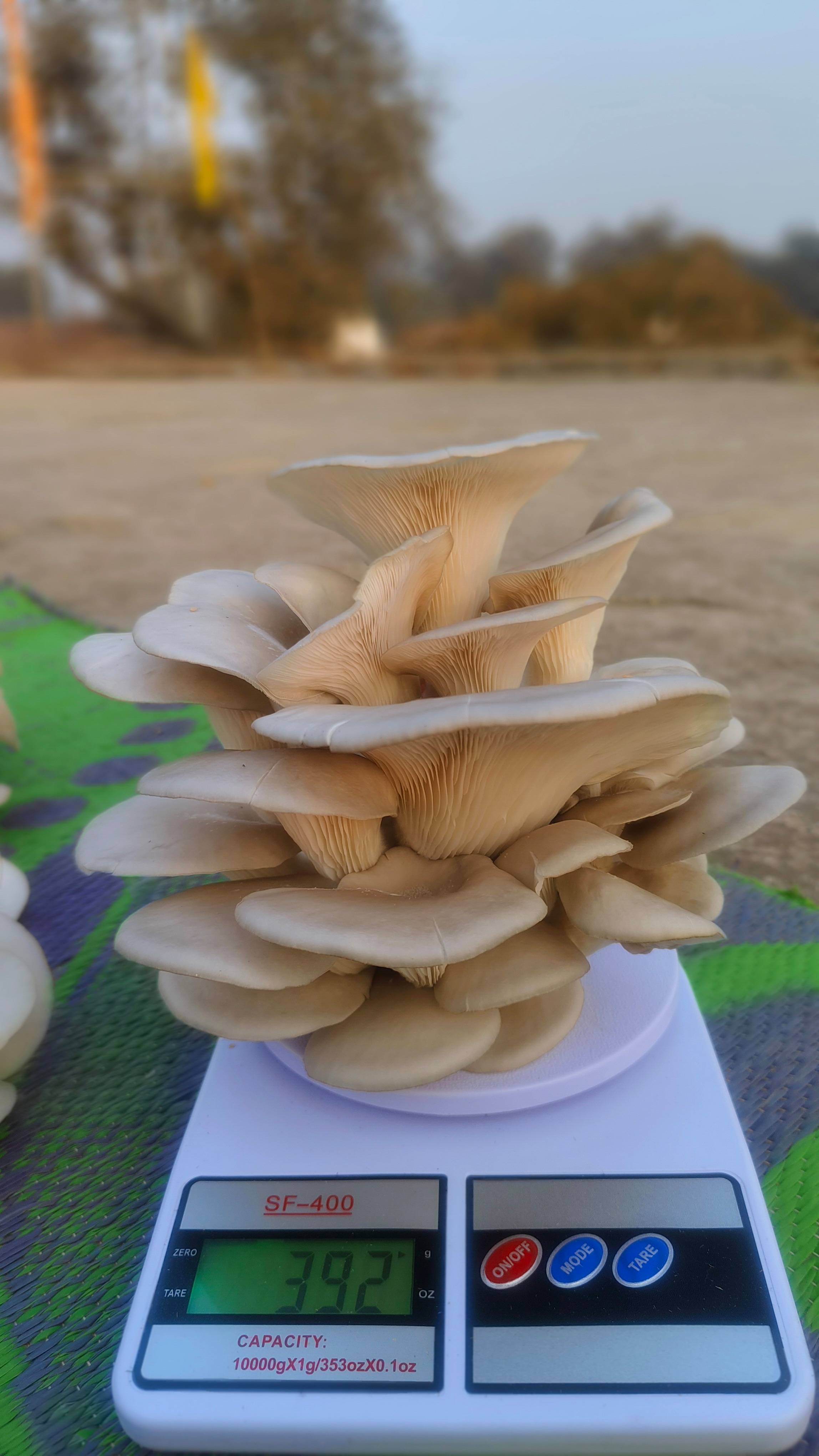Oyster Mushroom for sale in Durg, Chhattisgarh