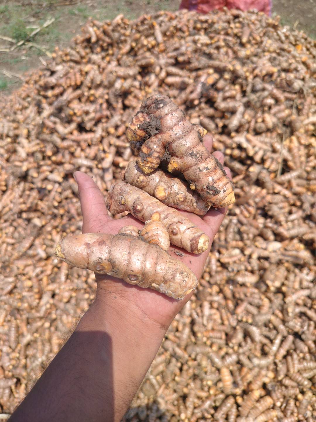 Turmeric Salem