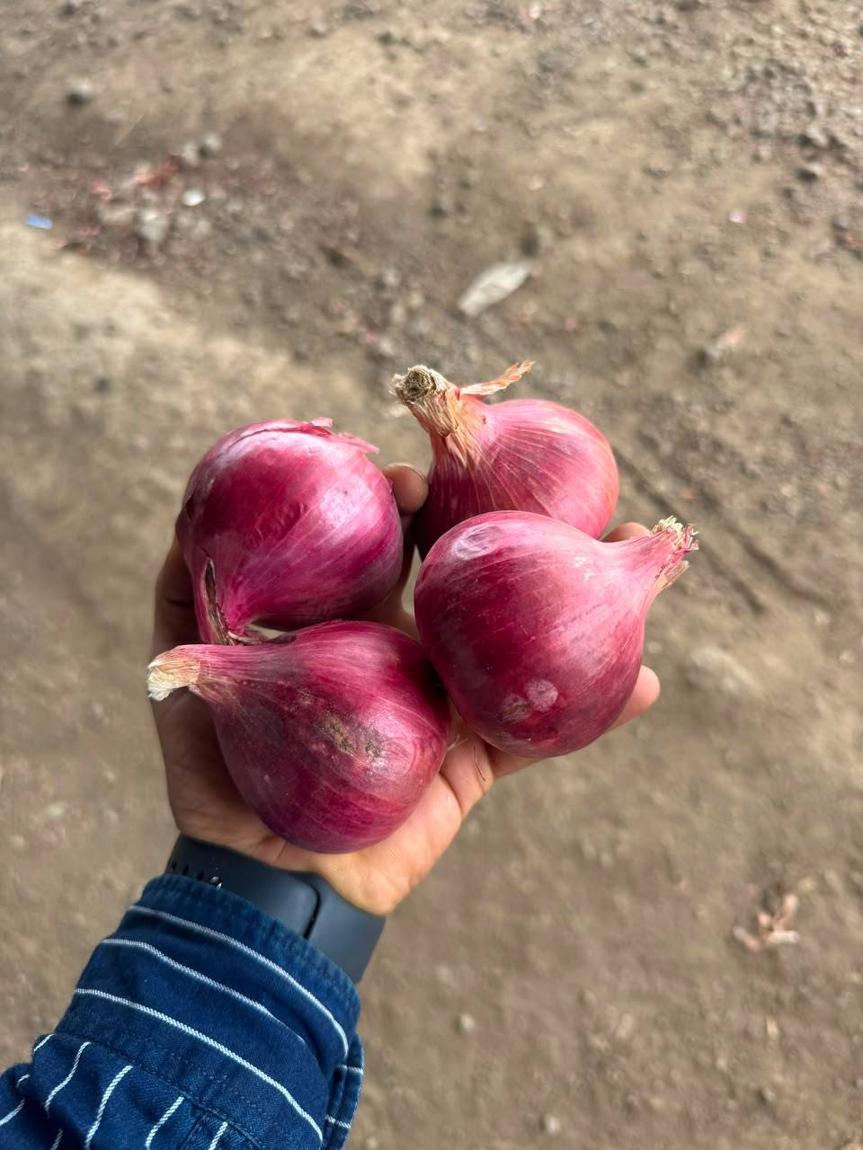 Red Onion विक्रीसाठी, नाशिक, महाराष्ट्र