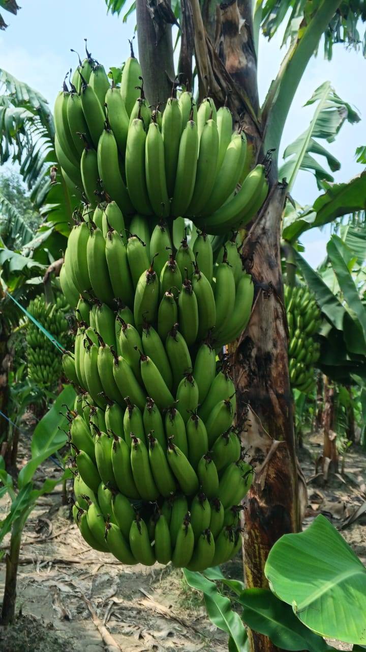 केळी Green Banana