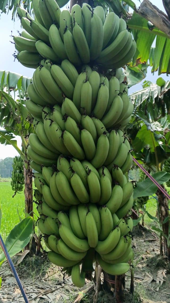 Green Banana बिक्री के लिए, रायबरेली, उत्तर प्रदेश