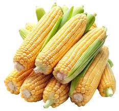 Sweet Corn for sale in Jalna, Maharashtra