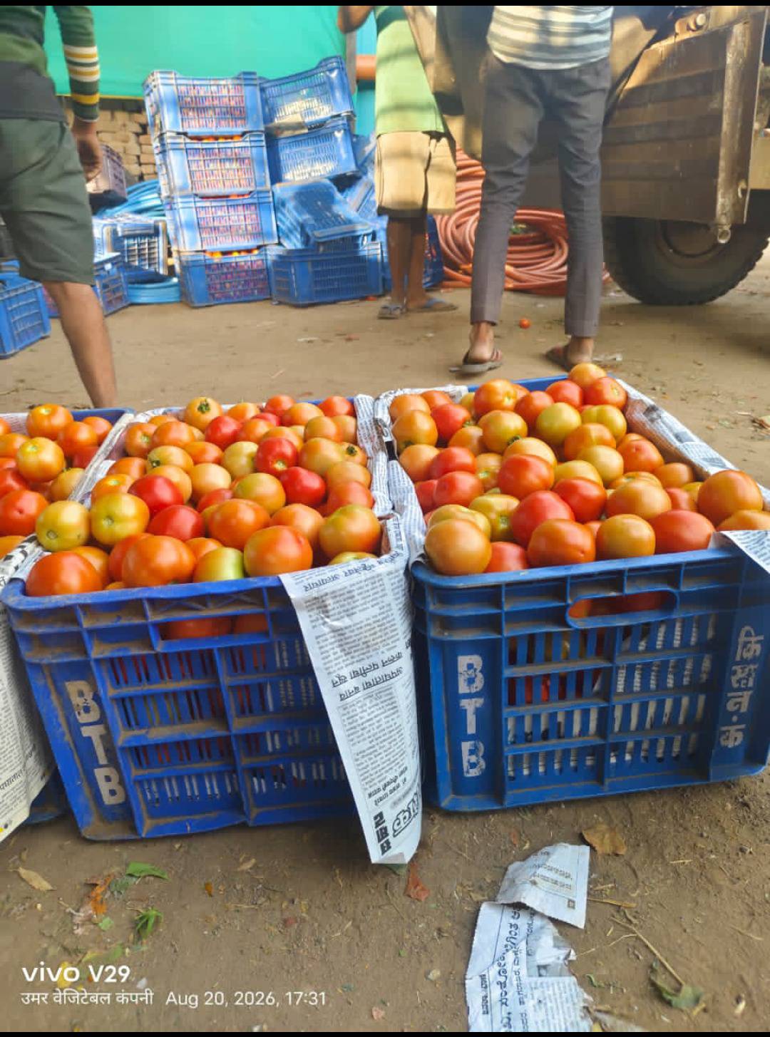 Saaho Tomato बिक्री के लिए, जालना, महाराष्ट्र