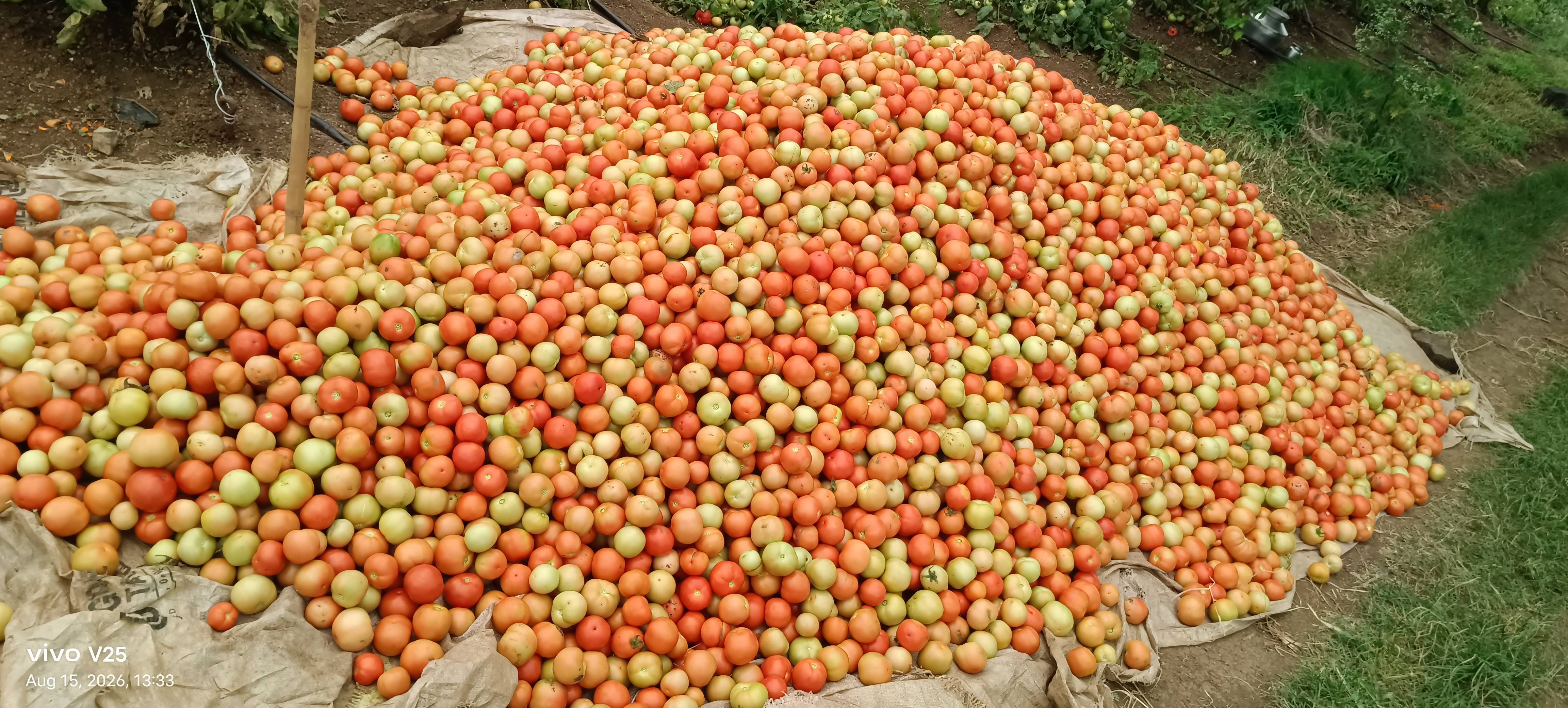 Saaho Tomato for sale in Beed, Maharashtra