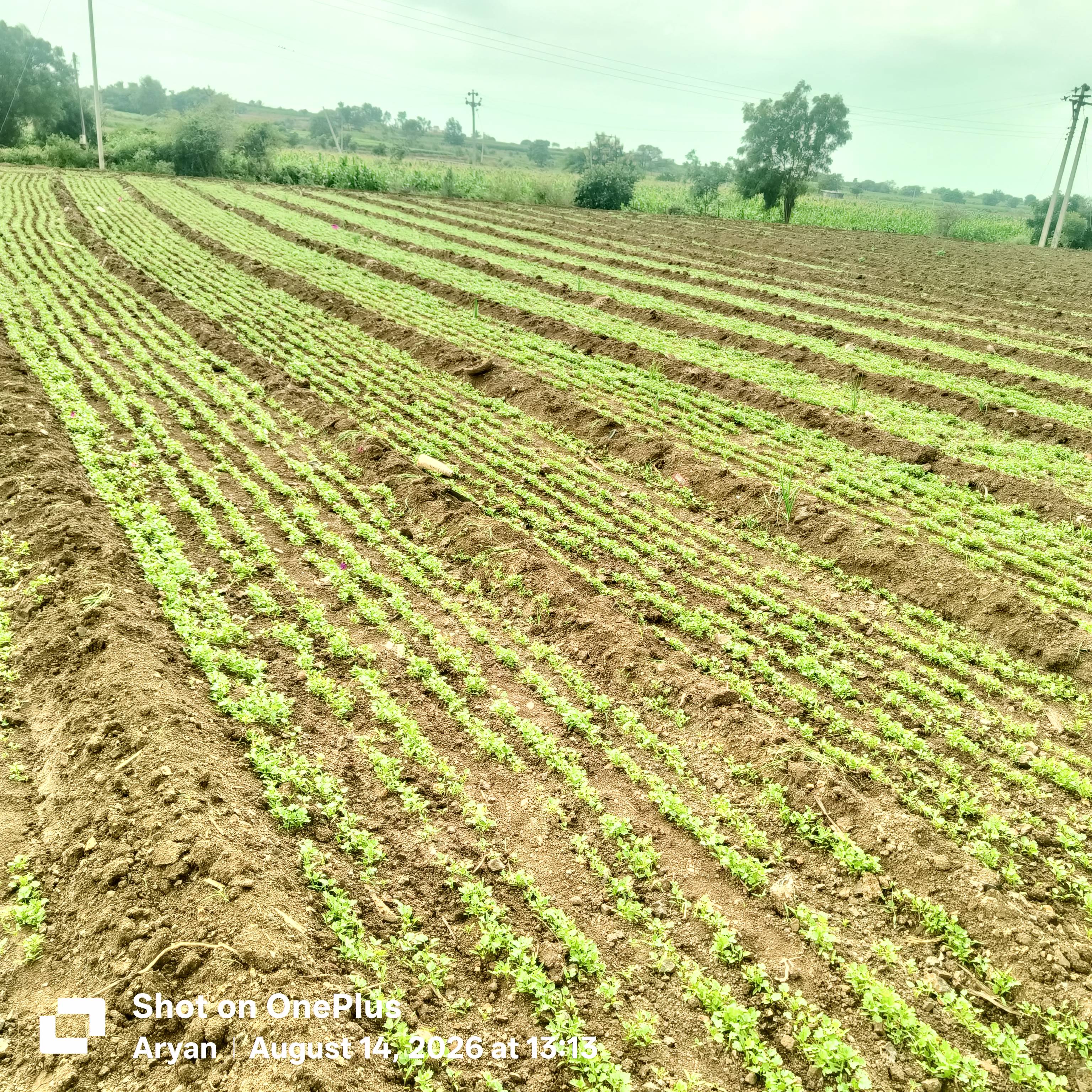 Coriander Leave for sale in Ahilyanagar, Maharashtra