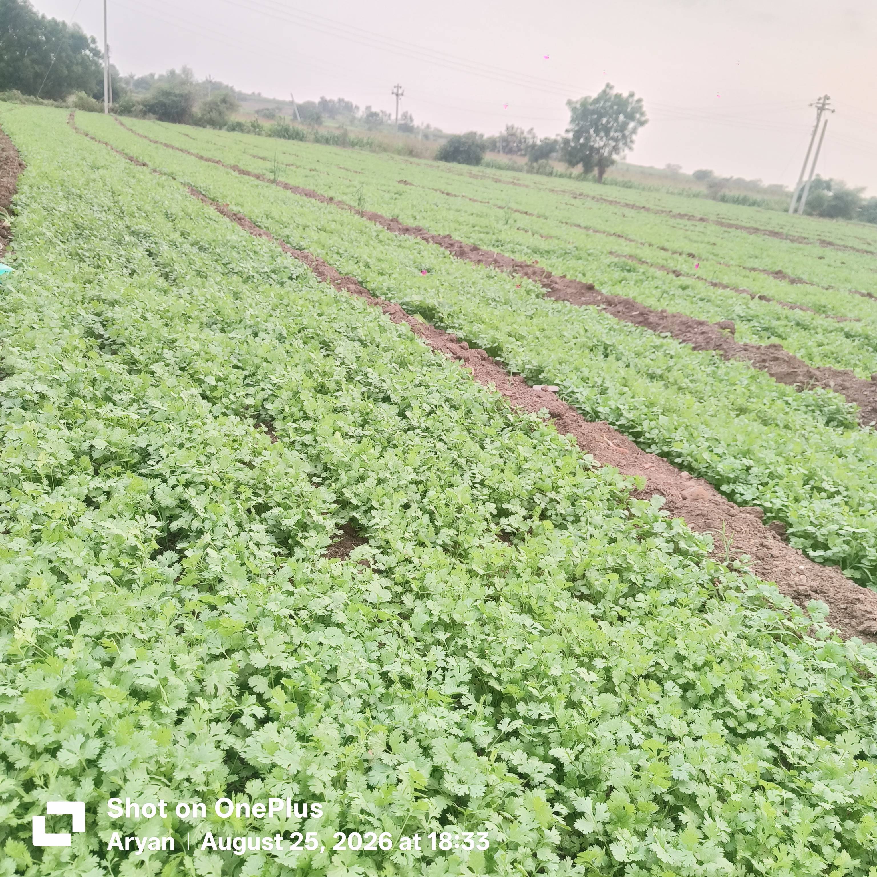 Coriander Leave विक्रीसाठी, अहिल्यानगर, महाराष्ट्र