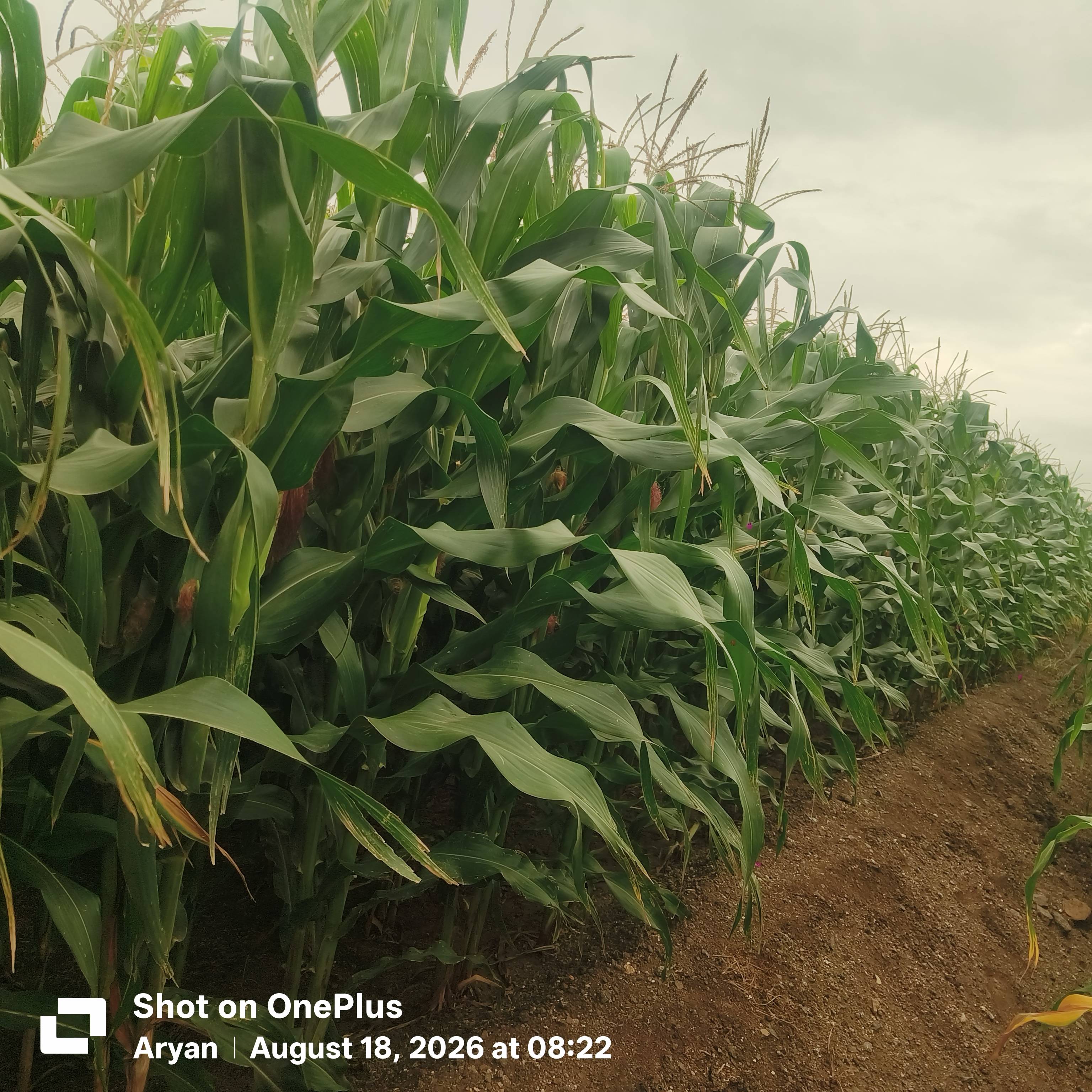 Green Fodder Maize Fodder