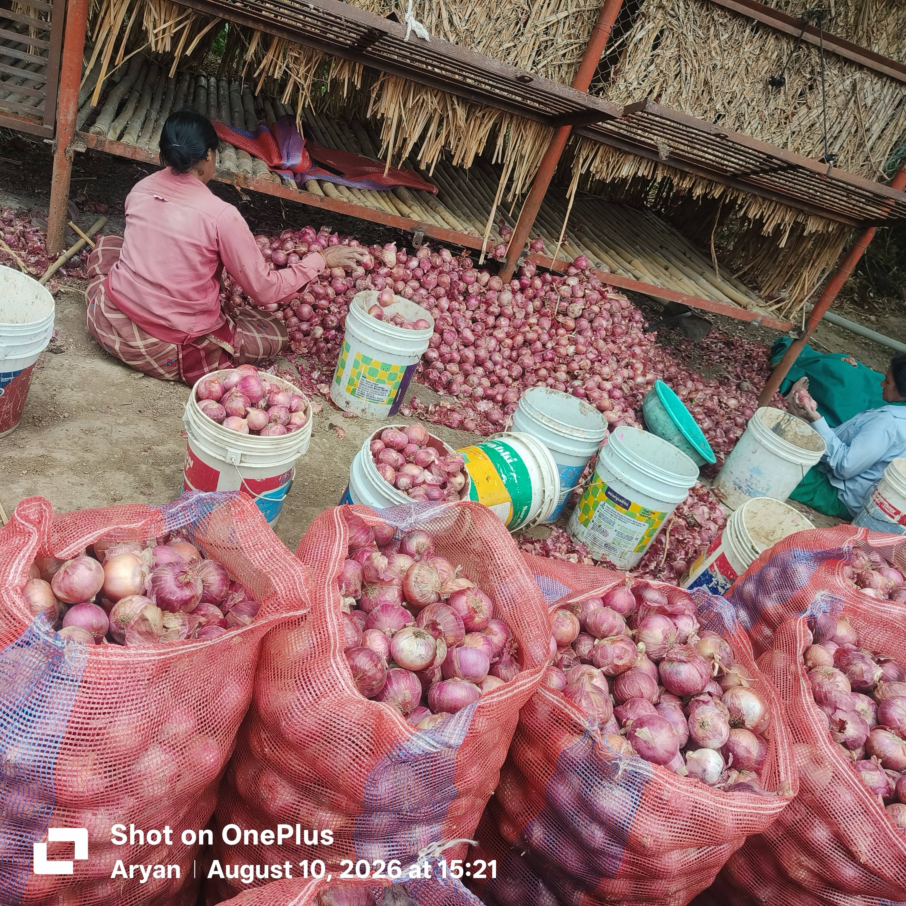 Summer Onion for sale in Ahilyanagar, Maharashtra