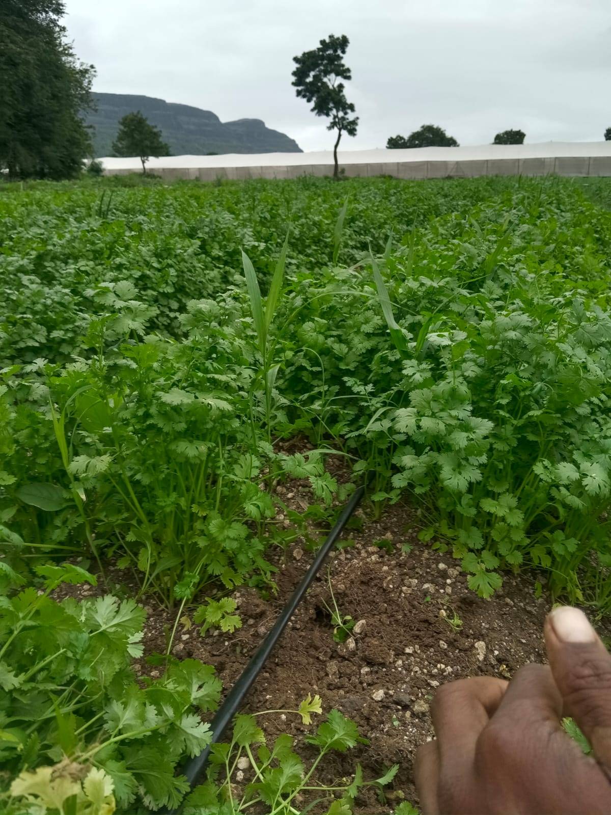 Coriander Leave विक्रीसाठी, नाशिक, महाराष्ट्र