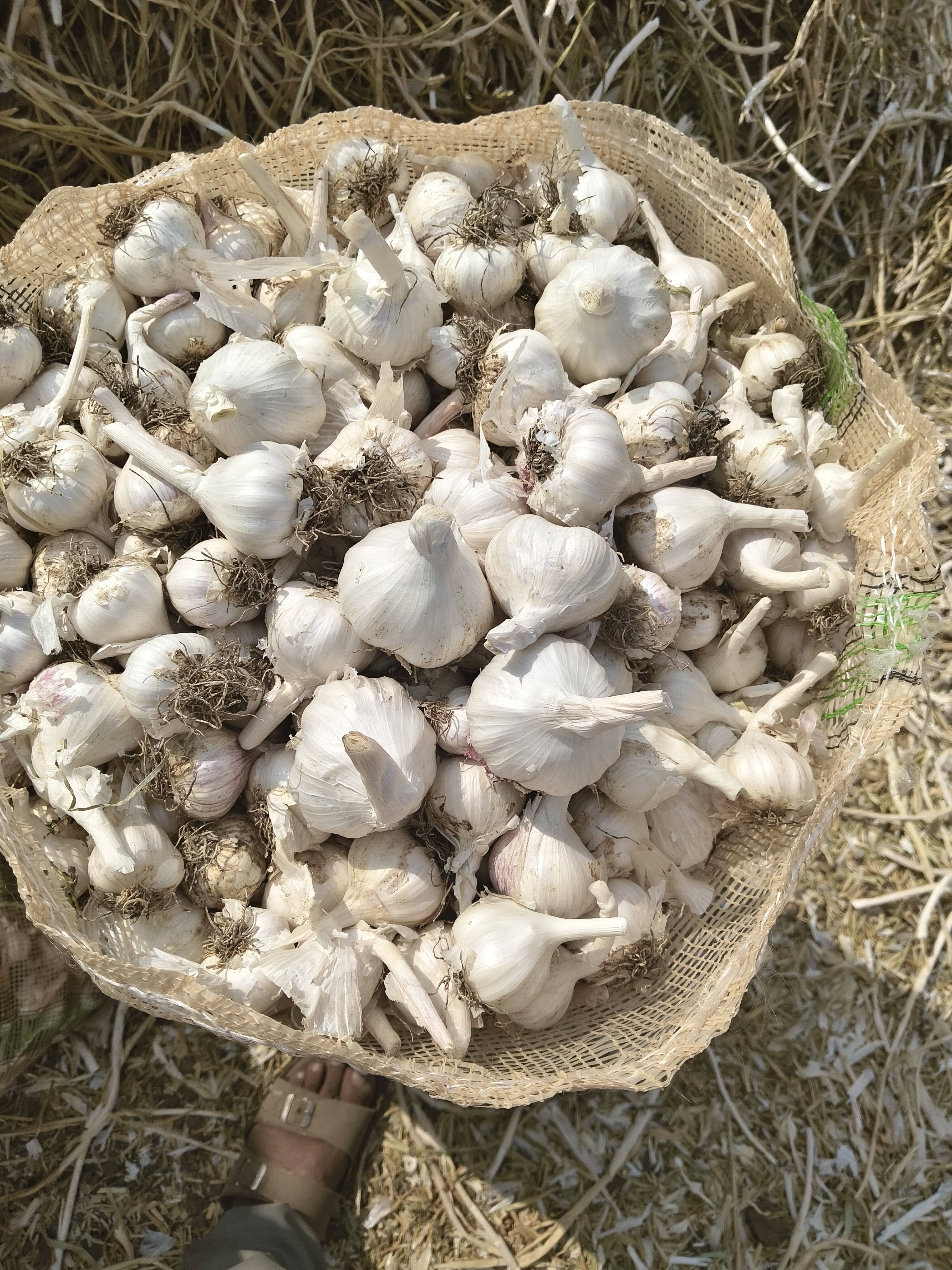 White Garlic बिक्री के लिए, देवास, मध्य प्रदेश