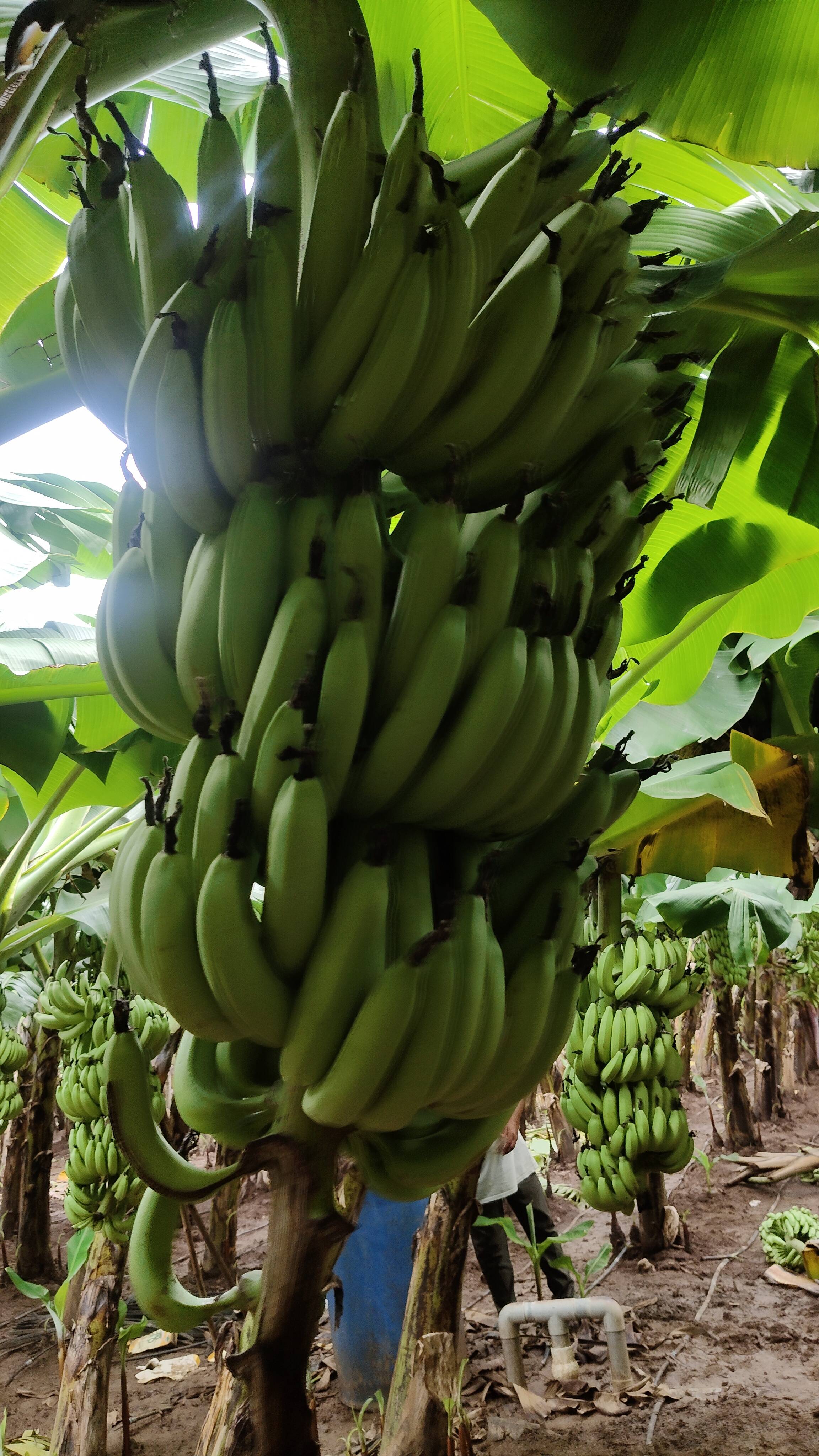 Green Banana for sale in Dhule, Maharashtra