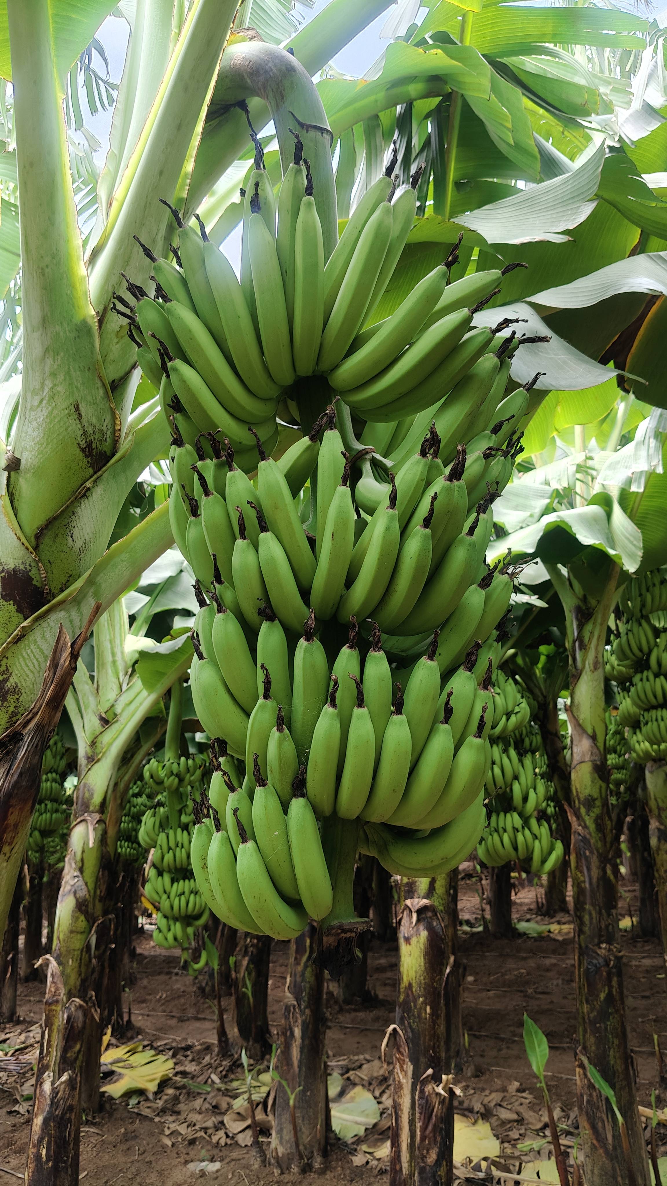 Green Banana for sale in Dhule, Maharashtra