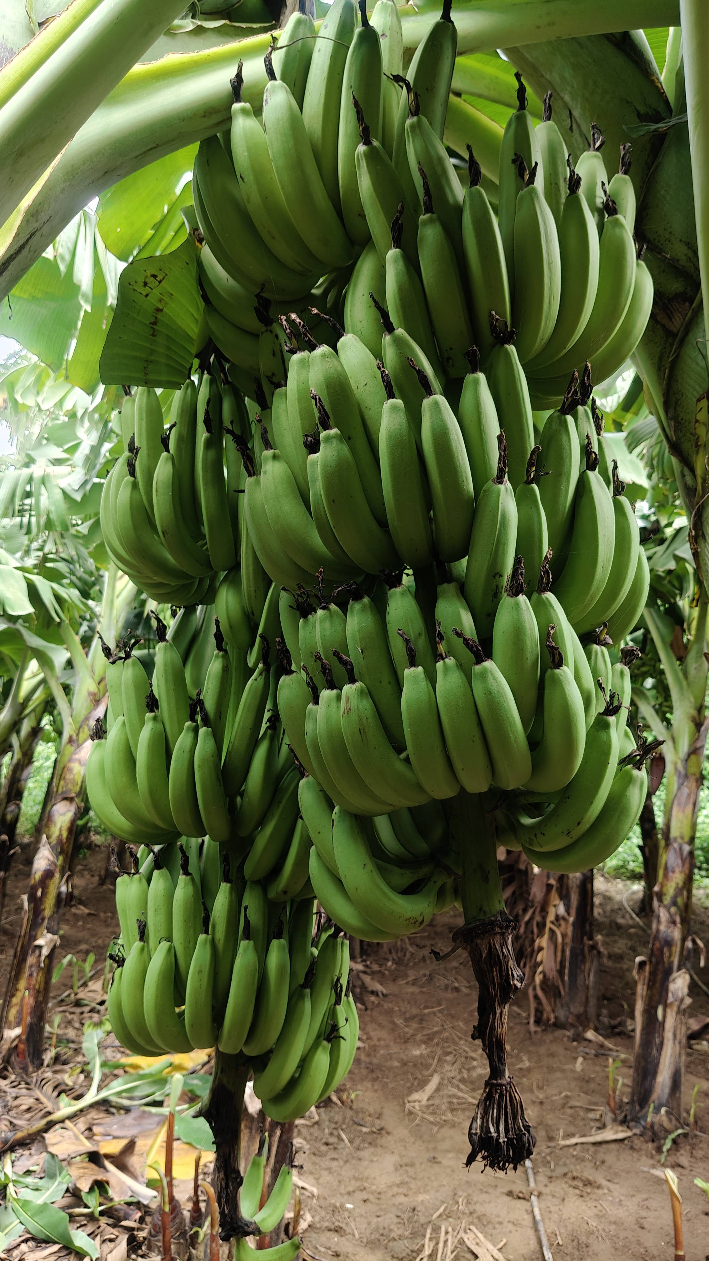 Green Banana for sale in Dhule, Maharashtra