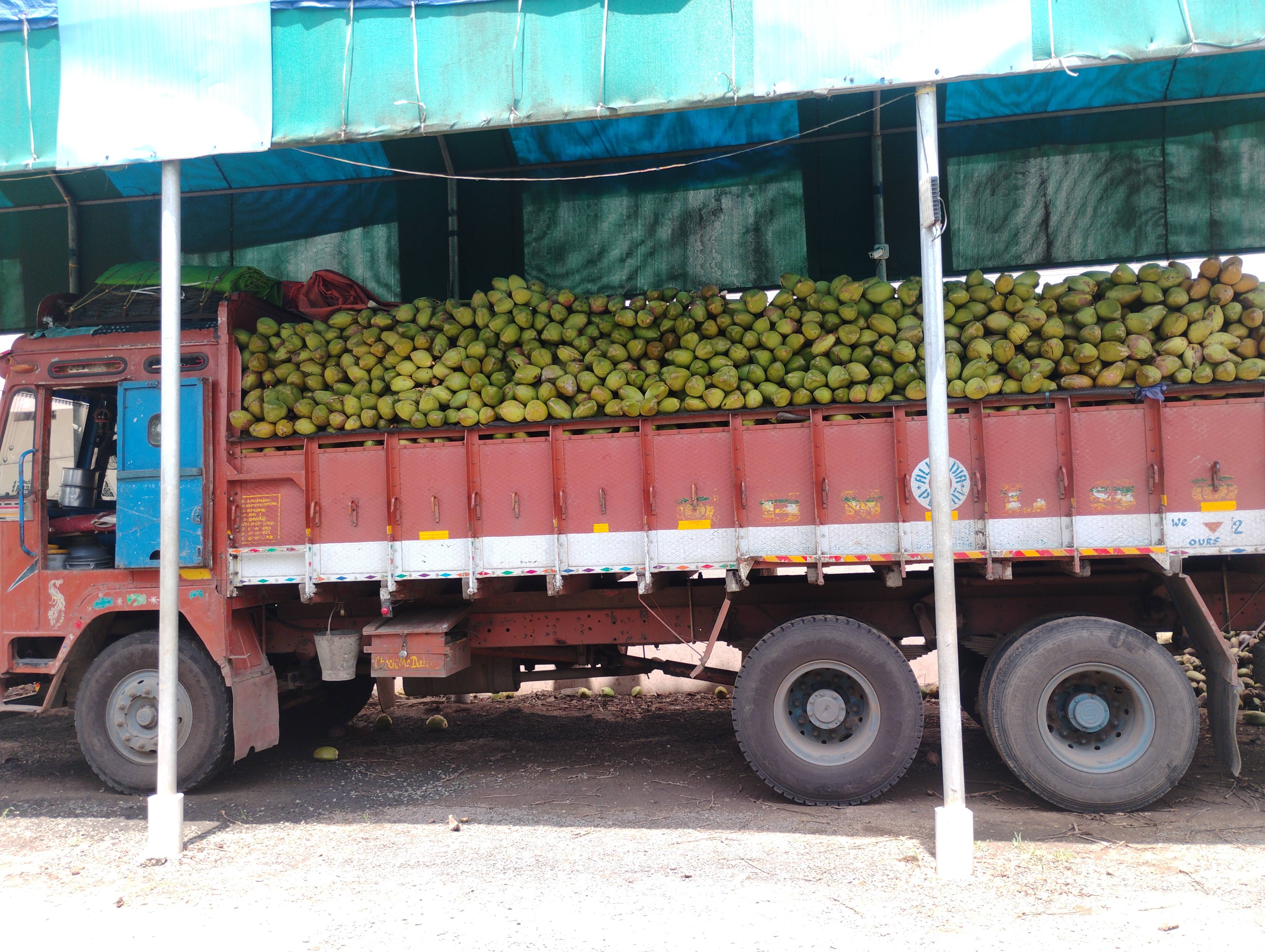 Green Tender Coconut विक्रीसाठी, पूर्व गोदावरी, आंध्र प्रदेश