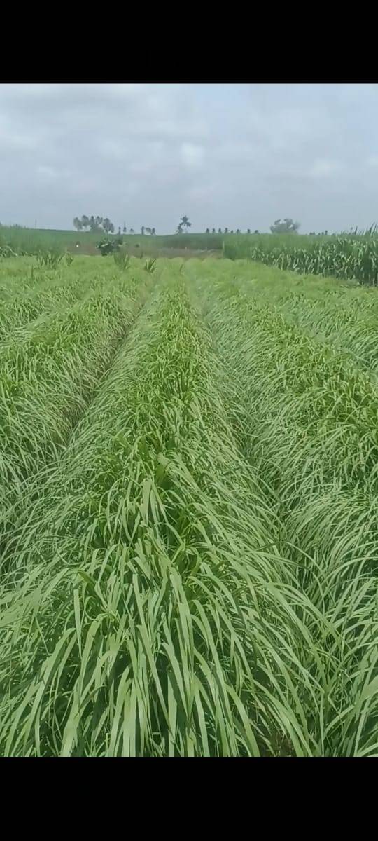 Lemon grass विक्रीसाठी, कोल्हापूर, महाराष्ट्र