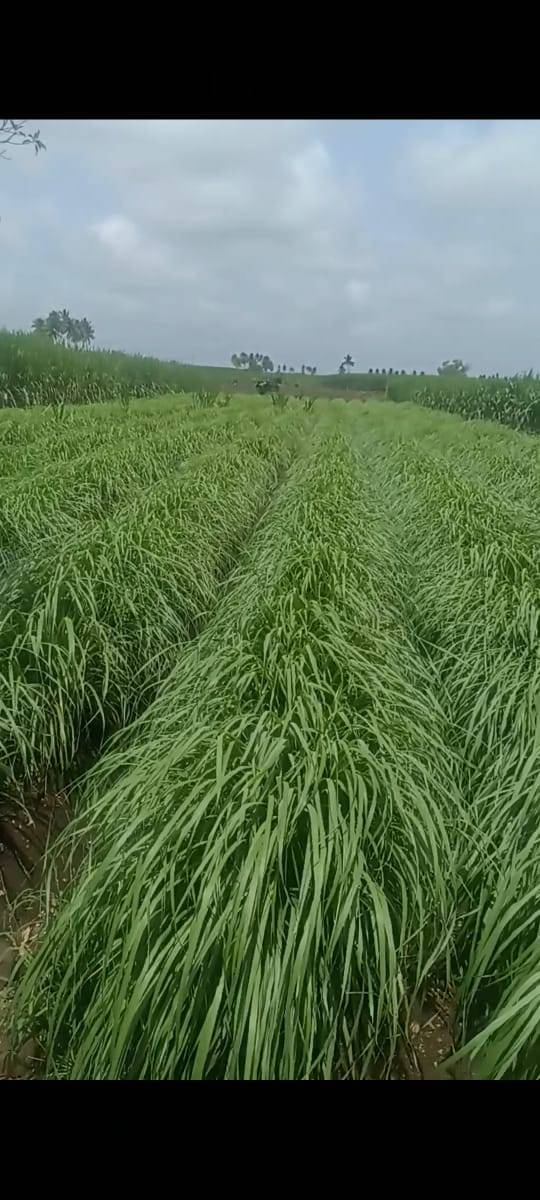 Lemon grass for sale in Kolhapur, Maharashtra