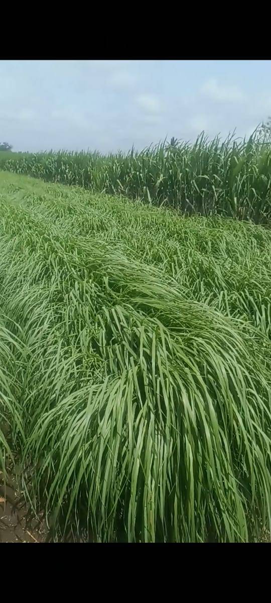 Lemon grass विक्रीसाठी, कोल्हापूर, महाराष्ट्र