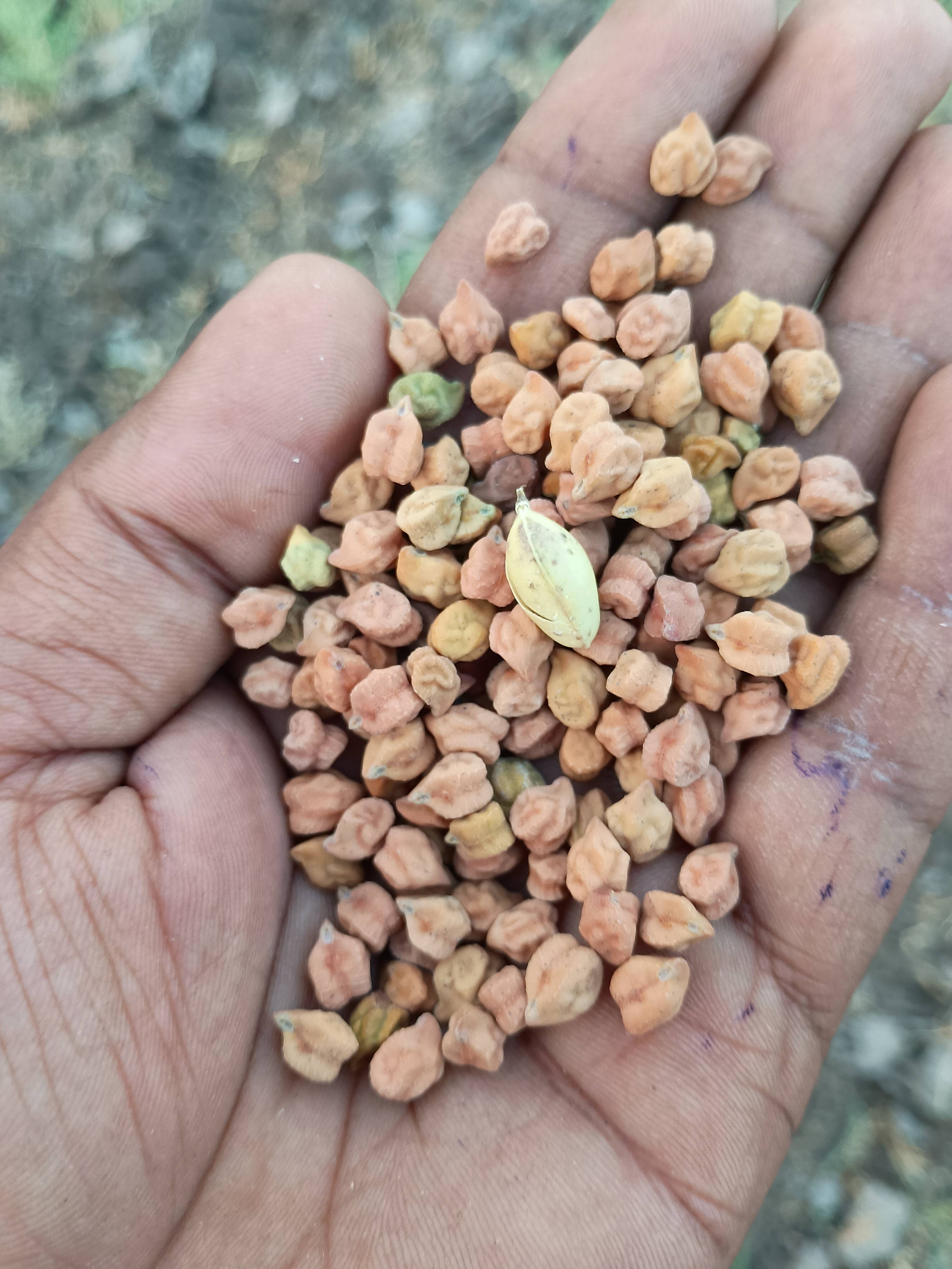 Chickpeas (Chana) Desi Chickpeas