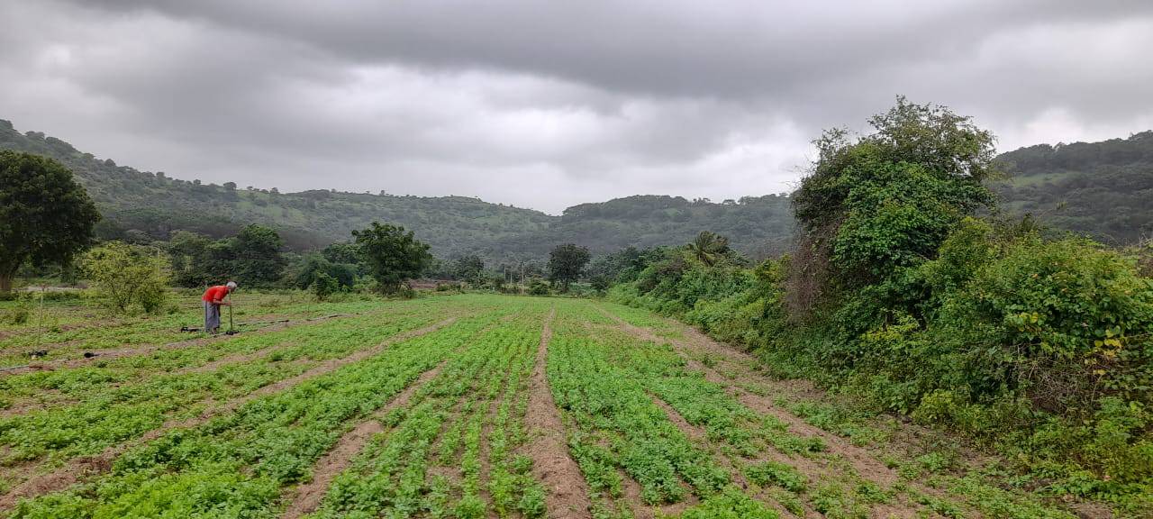 Coriander Leave विक्रीसाठी, अहिल्यानगर, महाराष्ट्र