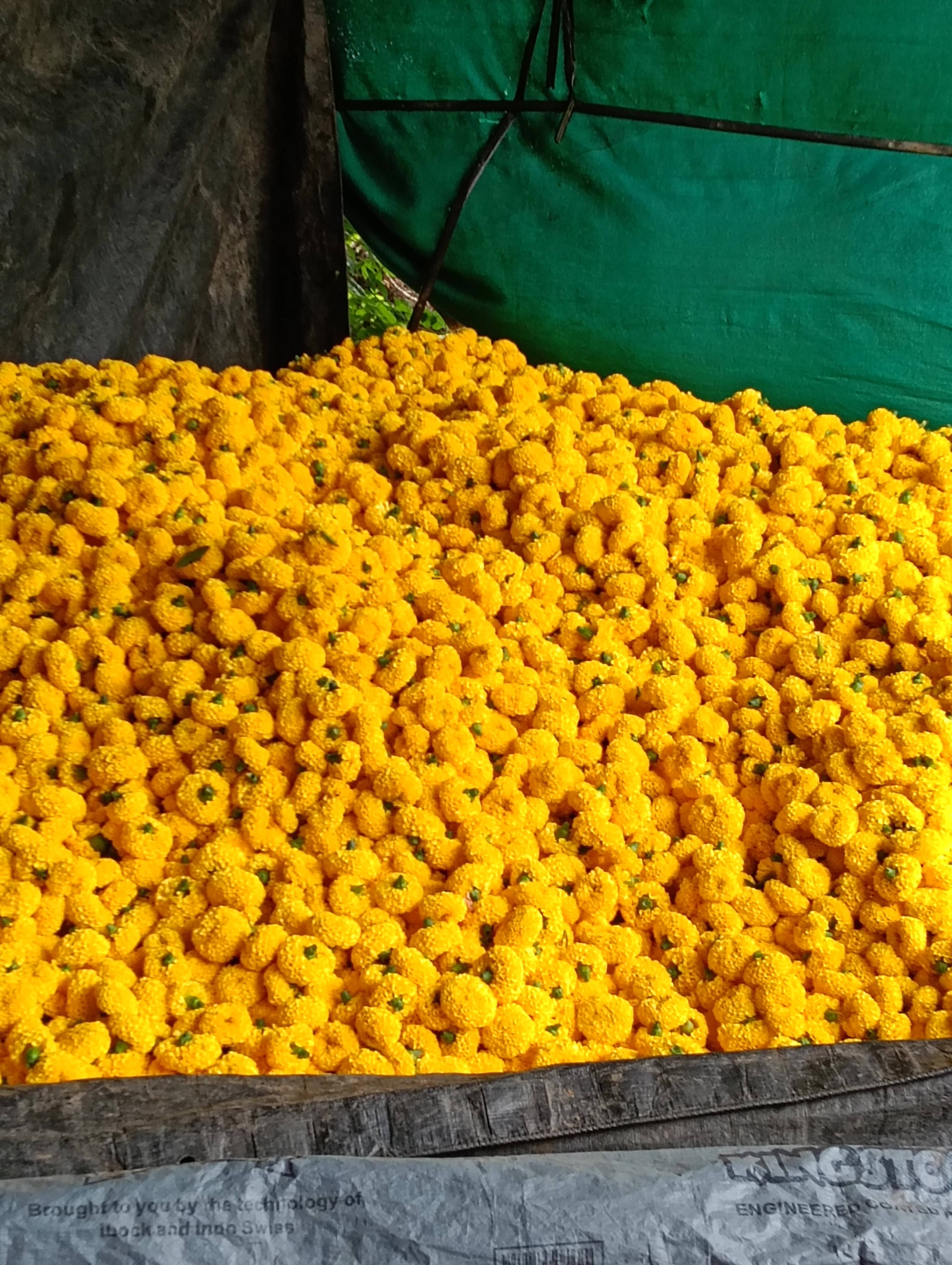Marigold Yellow Marigold