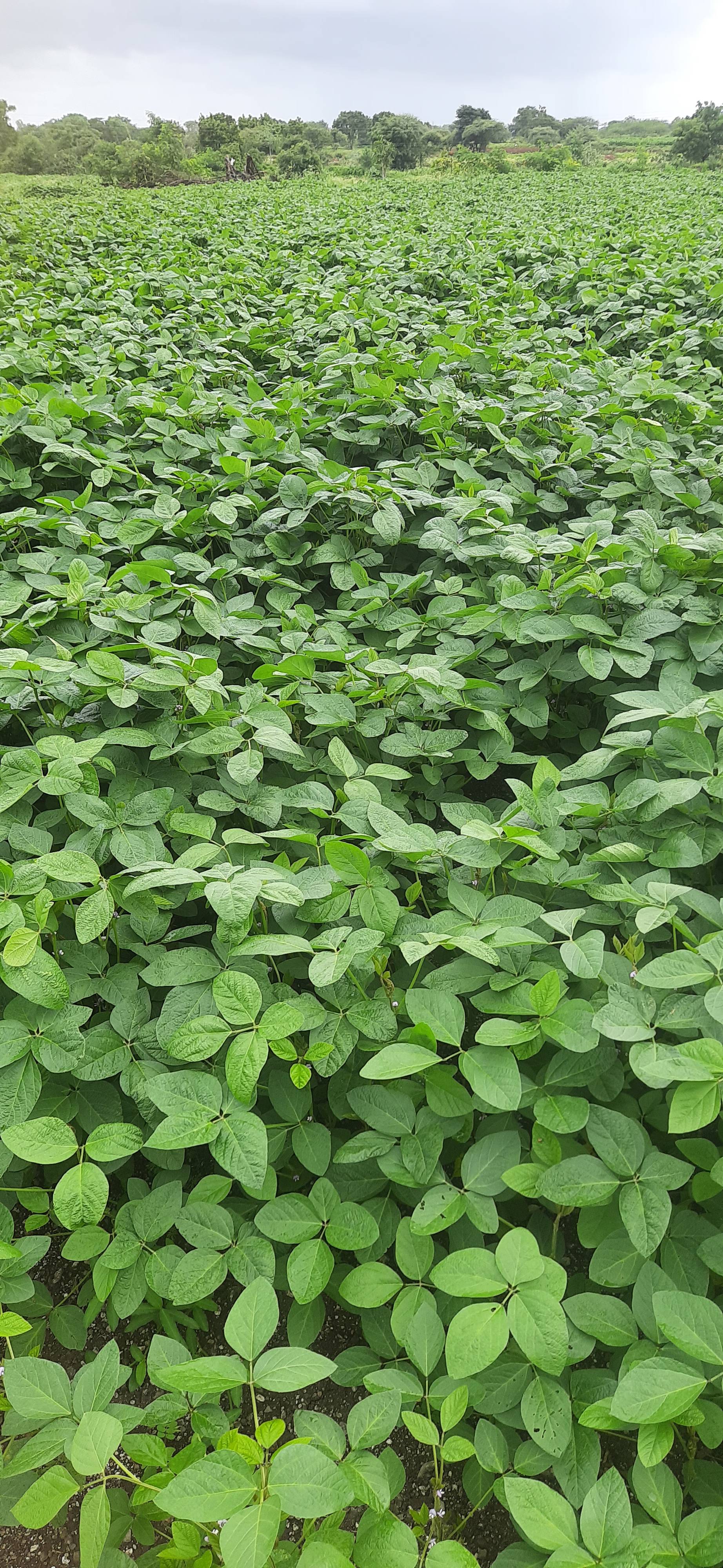 Yellow Soybean विक्रीसाठी, नाशिक, महाराष्ट्र