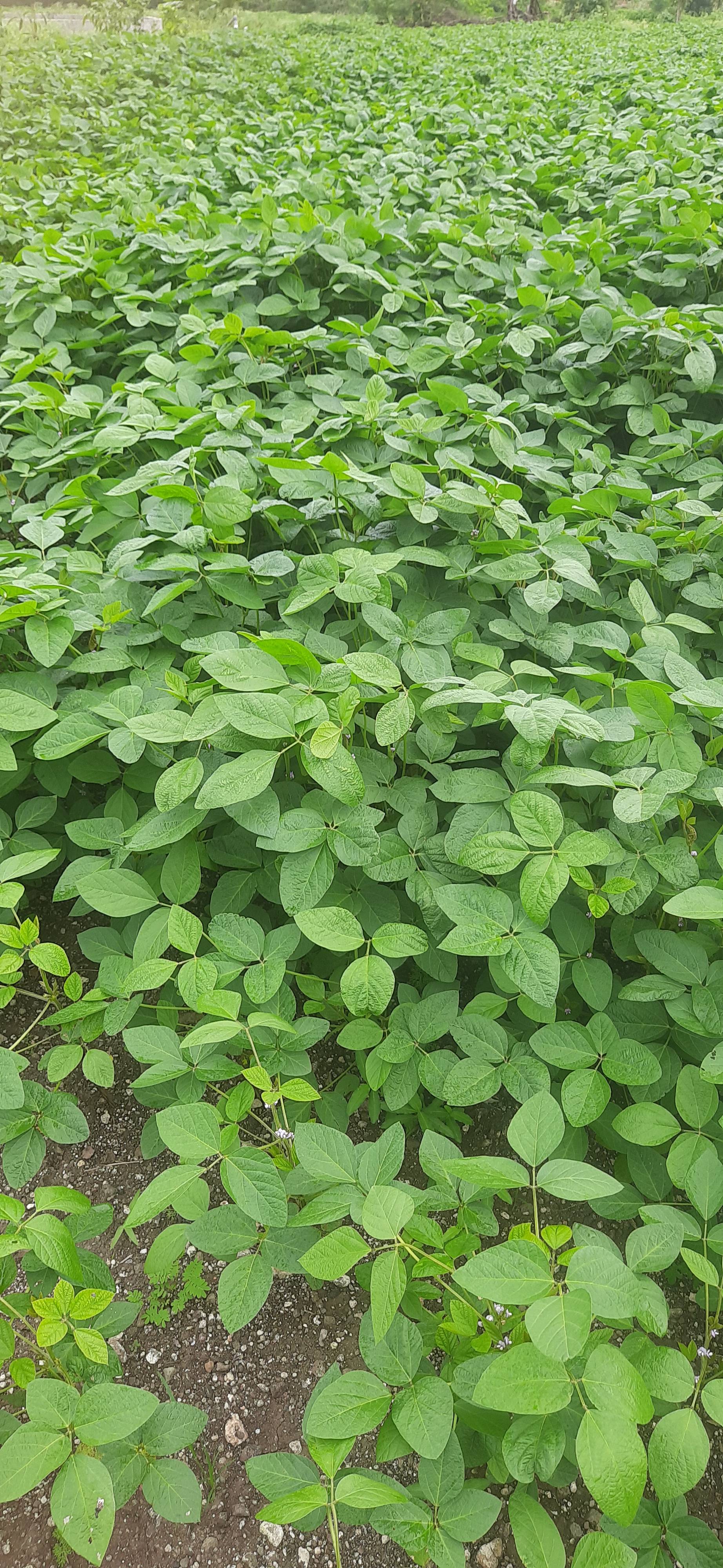 Yellow Soybean विक्रीसाठी, नाशिक, महाराष्ट्र