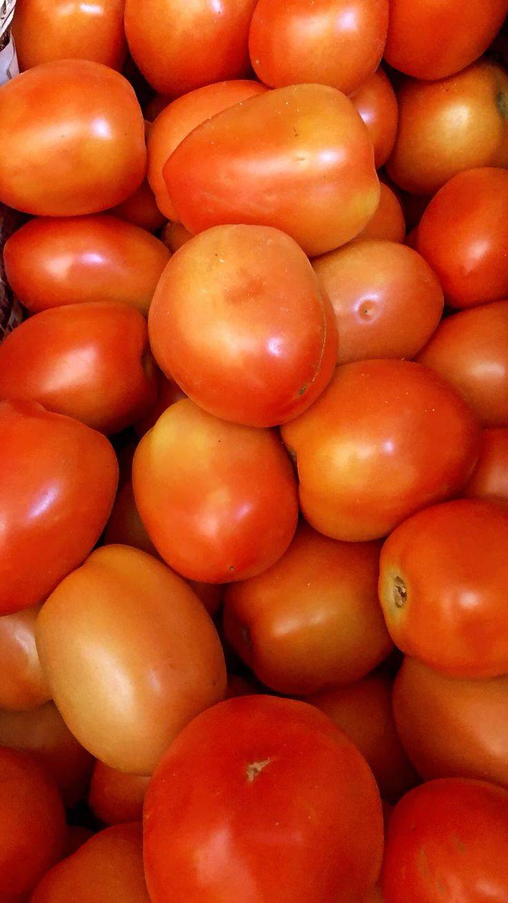 Saaho Tomato बिक्री के लिए, सोलापुर, महाराष्ट्र