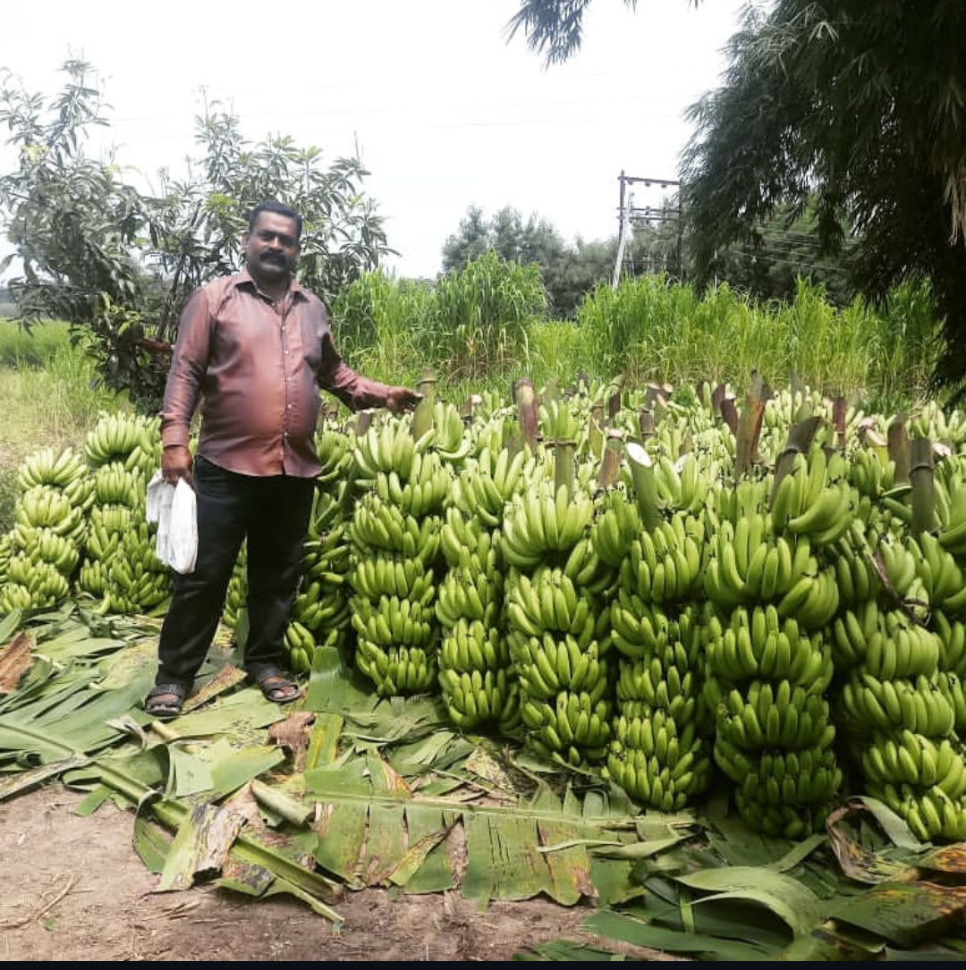 Green Banana बिक्री के लिए, बीड, महाराष्ट्र