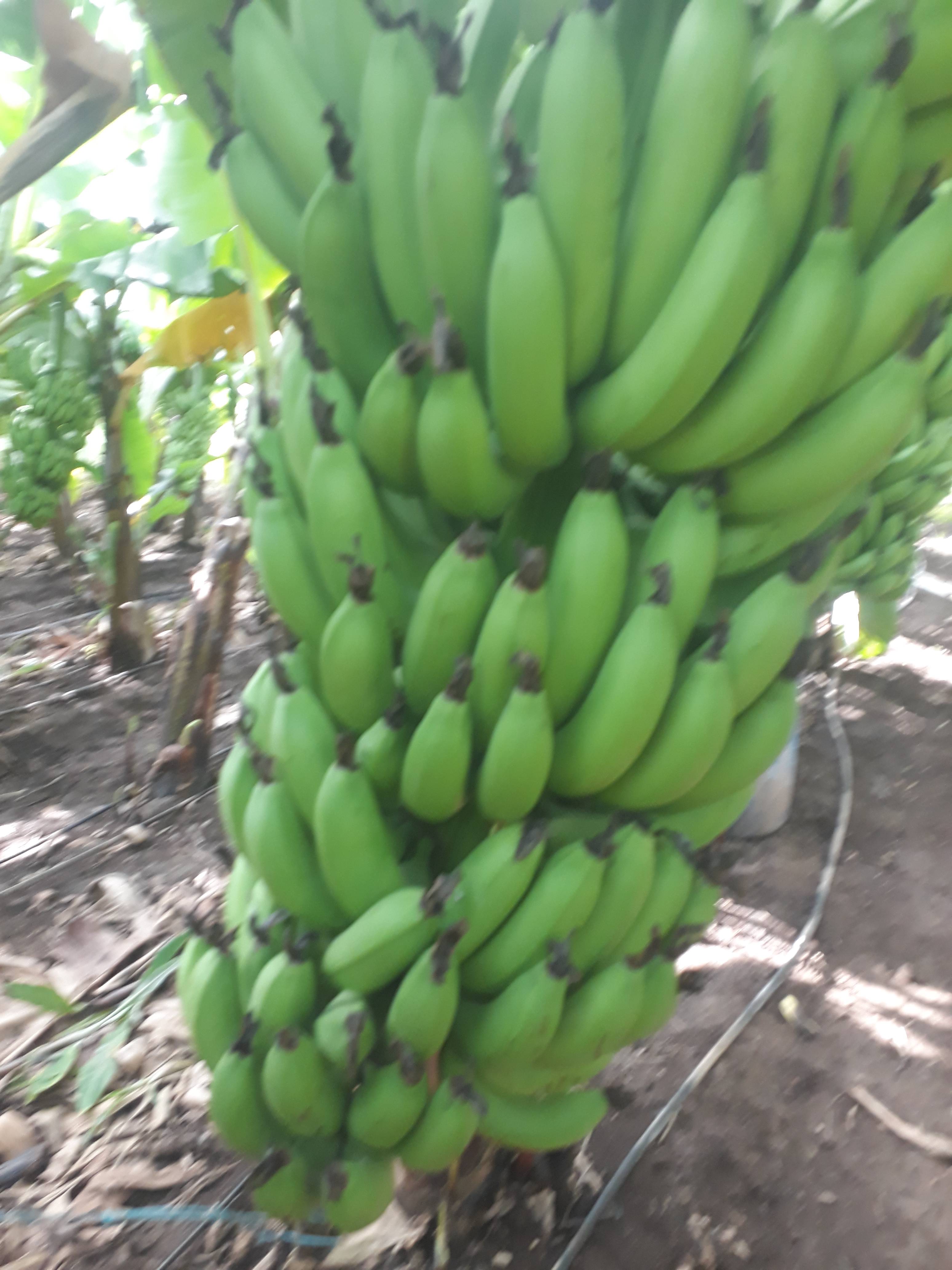 Green Banana विक्रीसाठी, सोलापूर, महाराष्ट्र