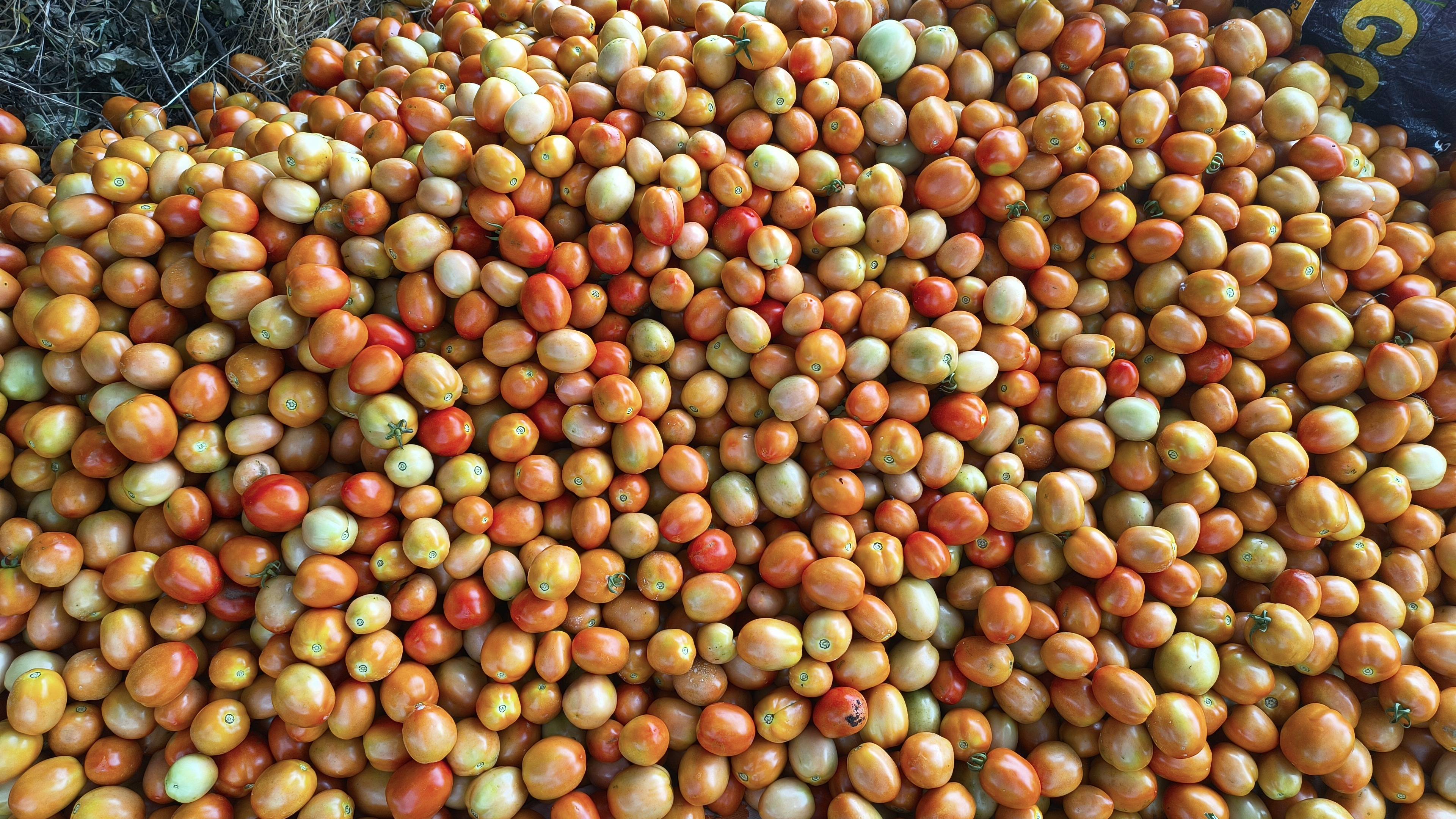 Virang Tomato बिक्री के लिए, धाराशिव, महाराष्ट्र