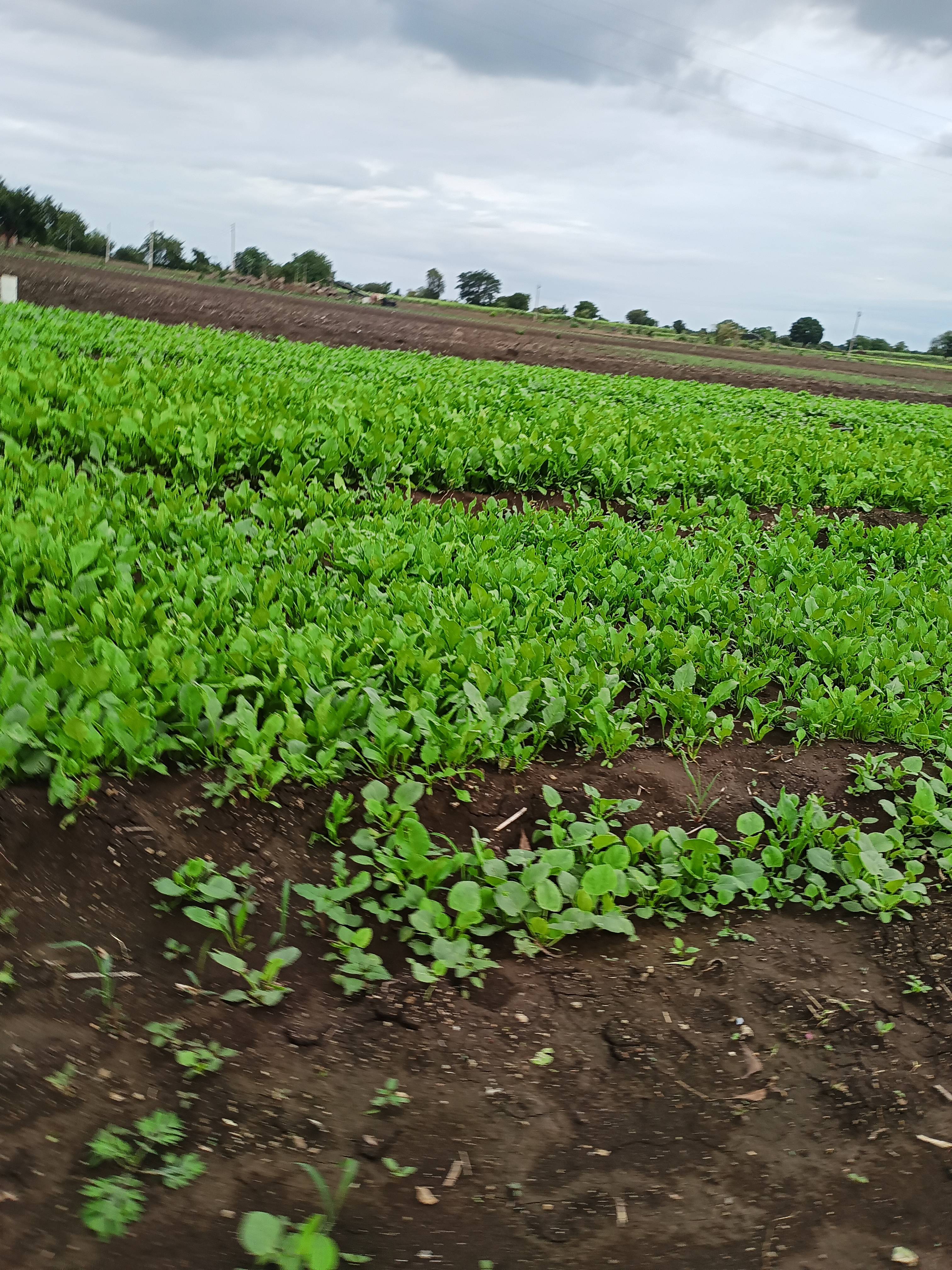 Green sorrel for sale in Jalna, Maharashtra
