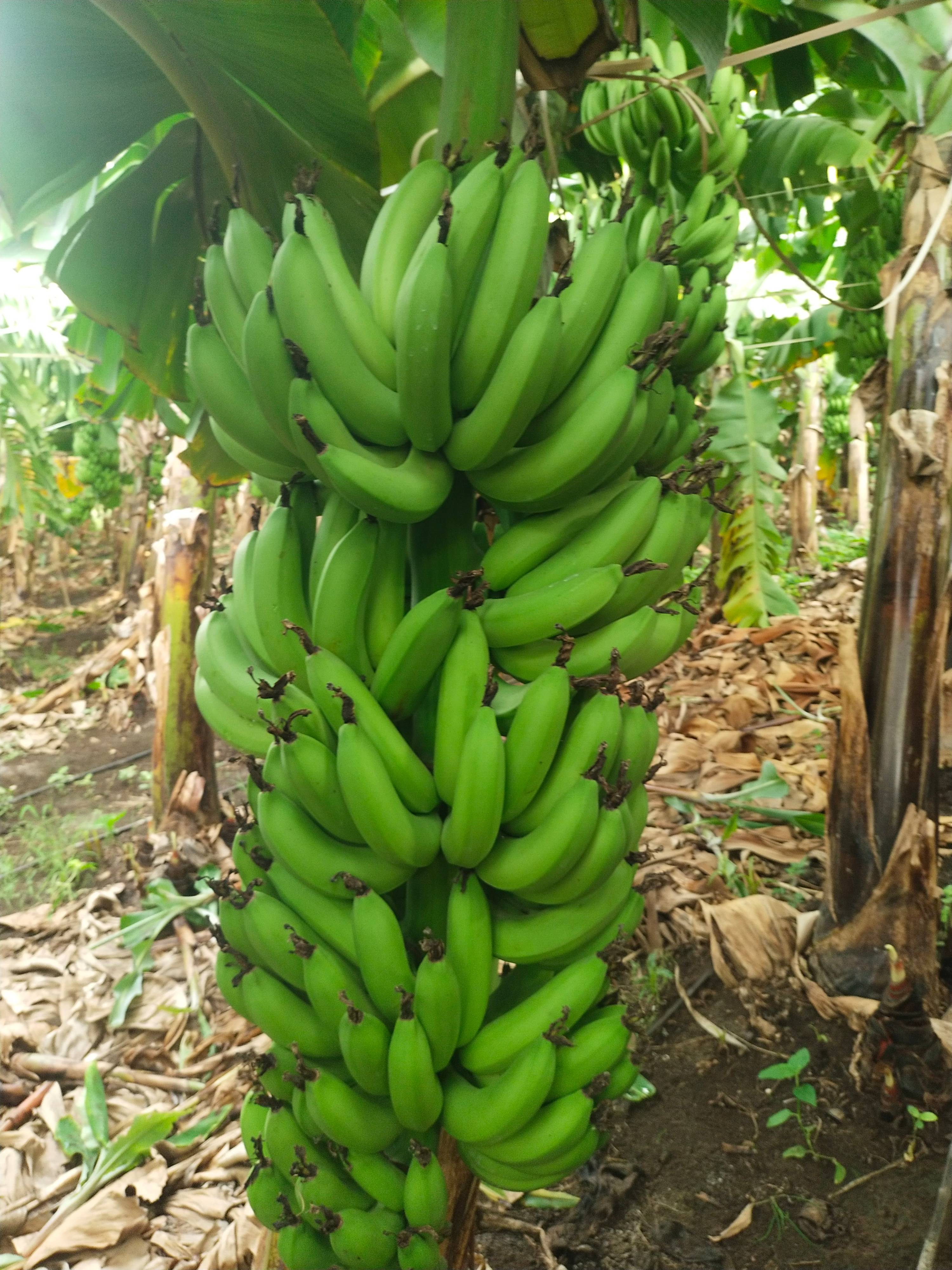 Grand Naine (G9) Banana बिक्री के लिए, सोलापुर, महाराष्ट्र