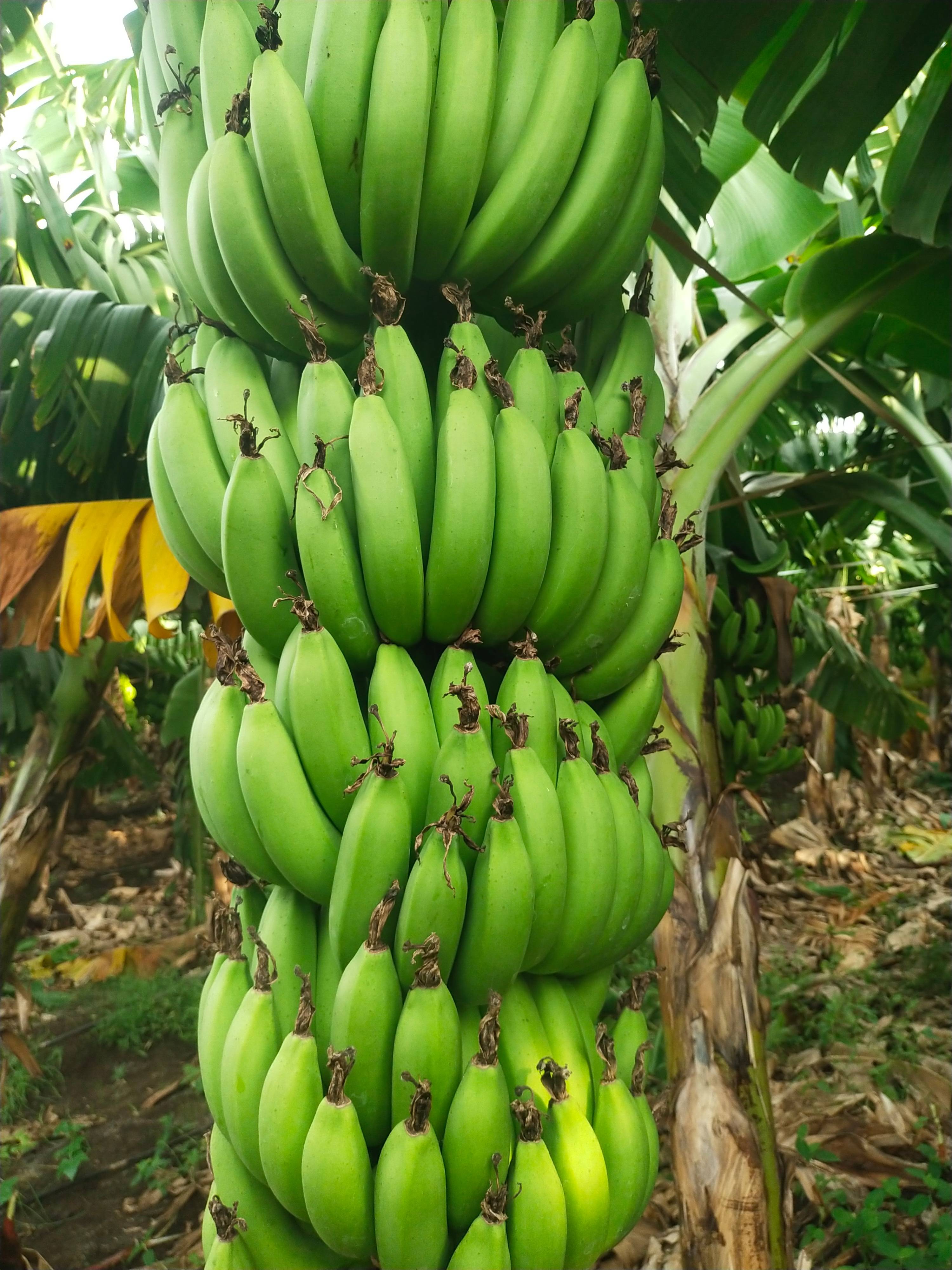 Grand Naine (G9) Banana बिक्री के लिए, सोलापुर, महाराष्ट्र