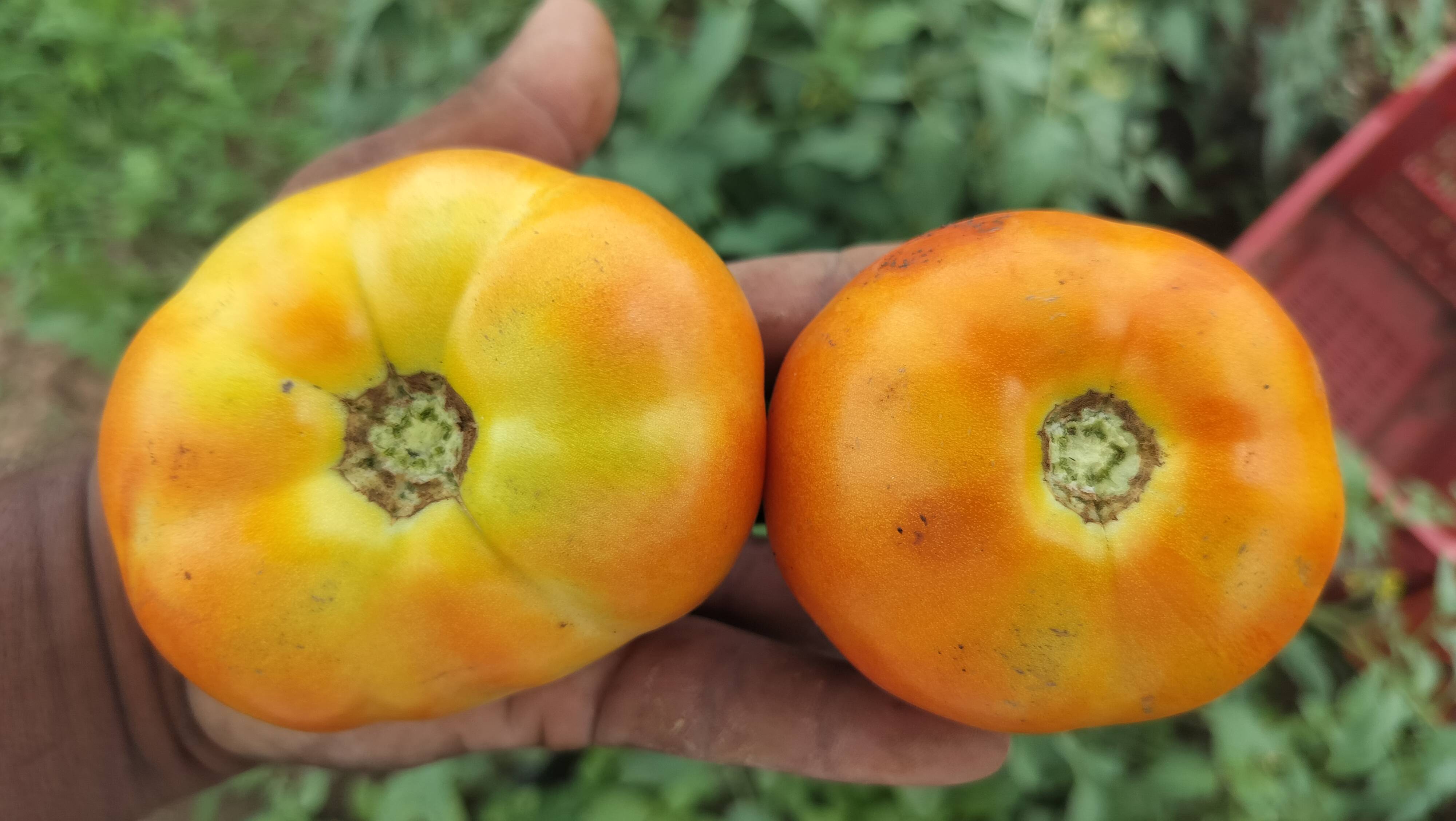 Saaho Tomato बिक्री के लिए, बीड, महाराष्ट्र