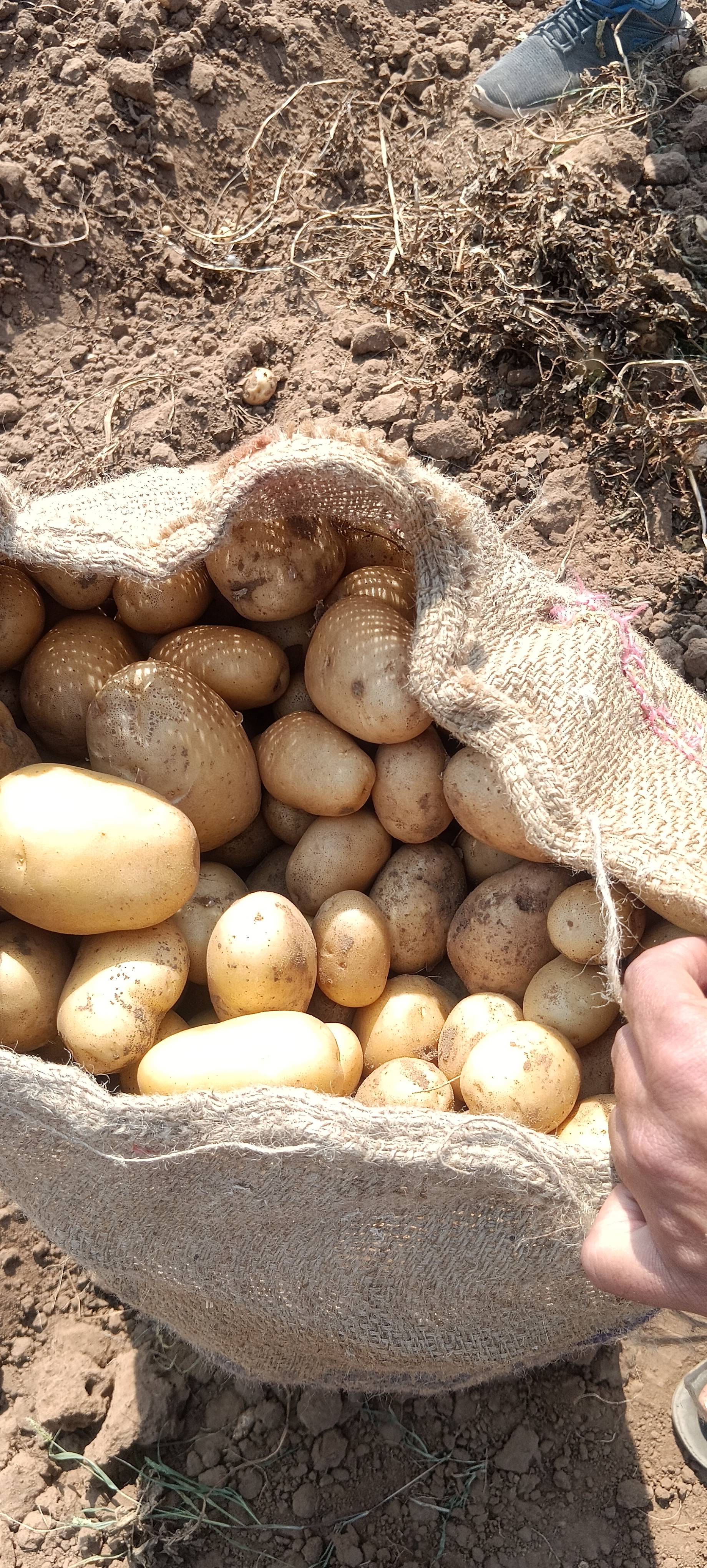 Kufri Pukhraj for sale in Vadodara, Gujarat